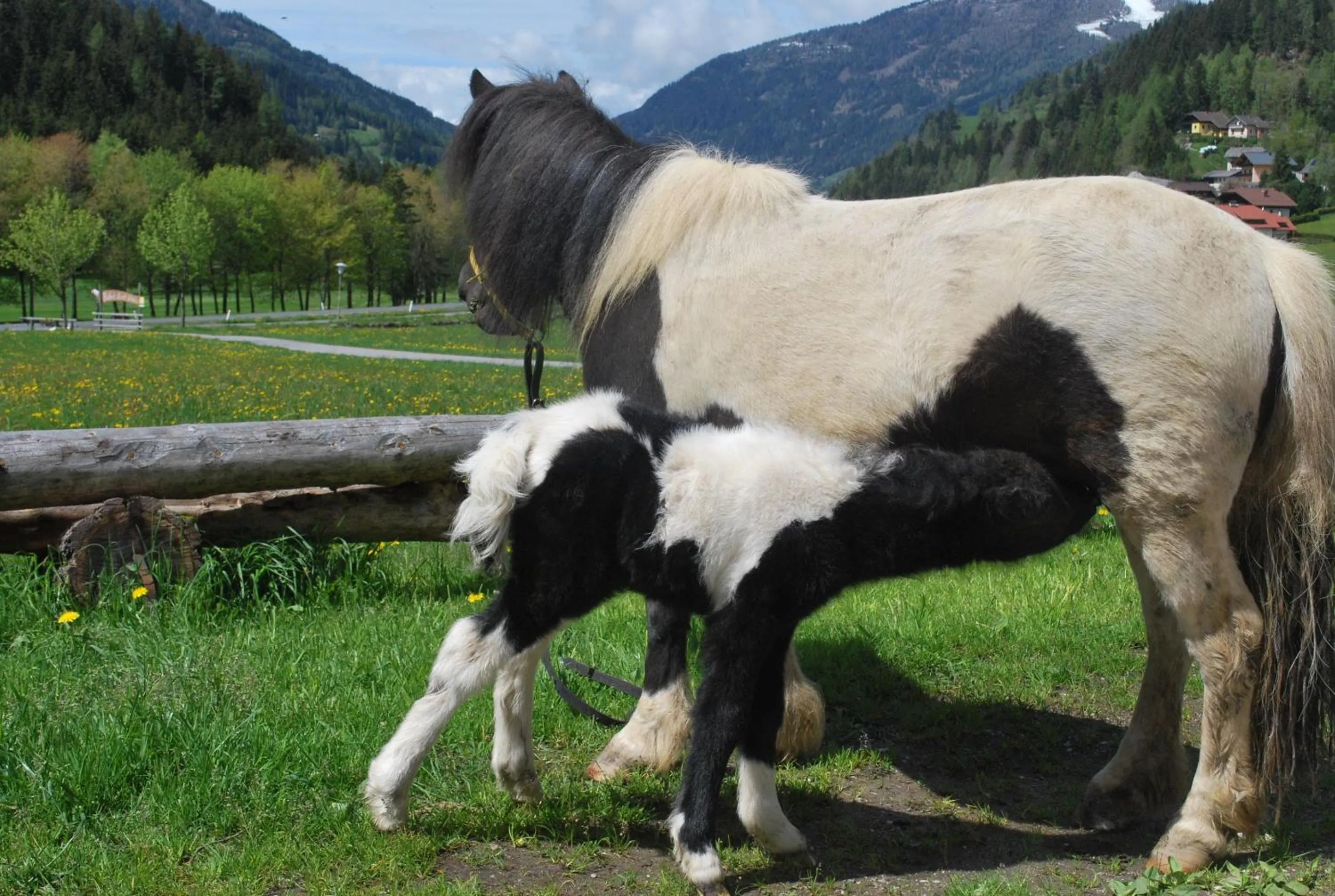 Pets in Biohof Seidl