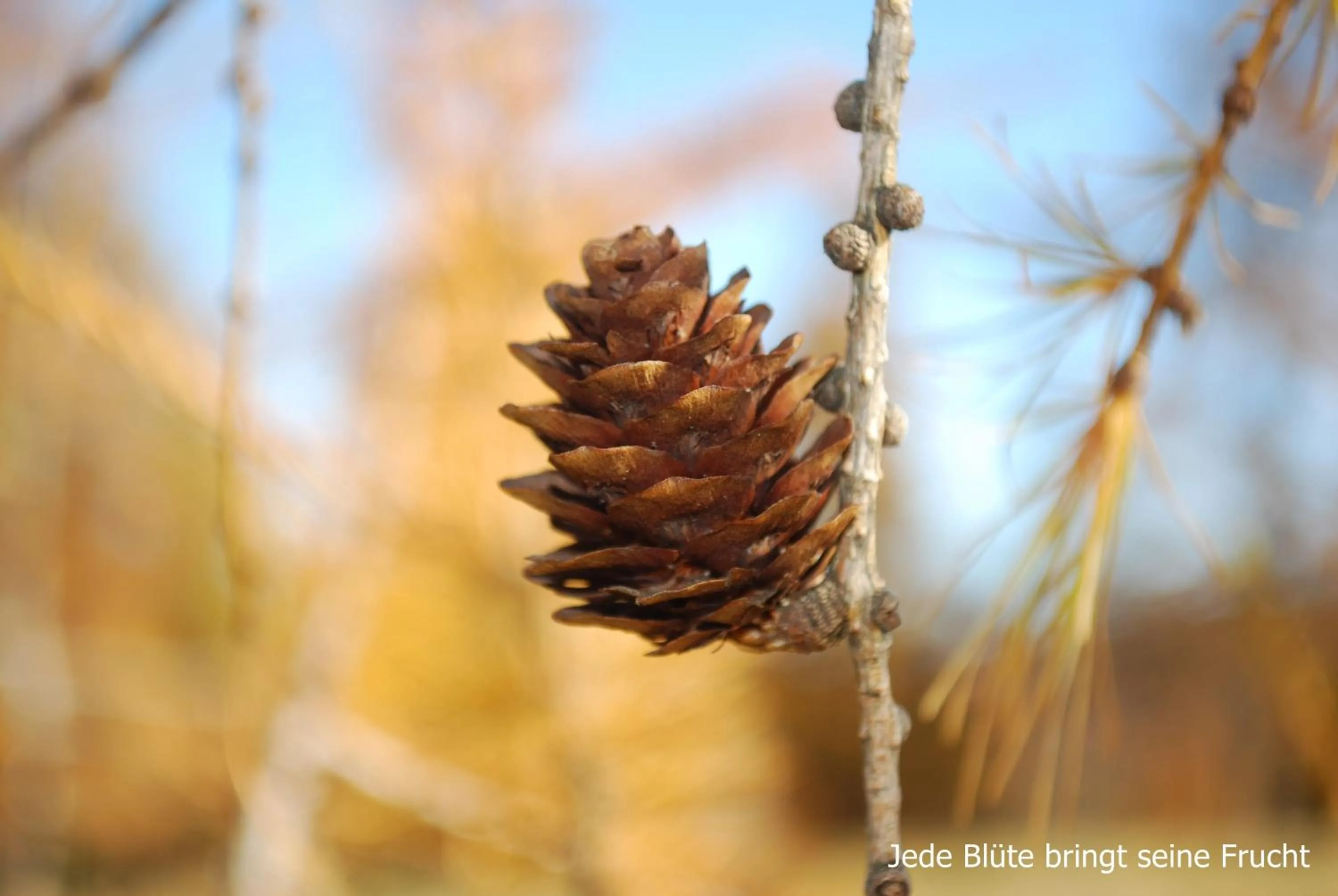 Autumn in Biohof Seidl