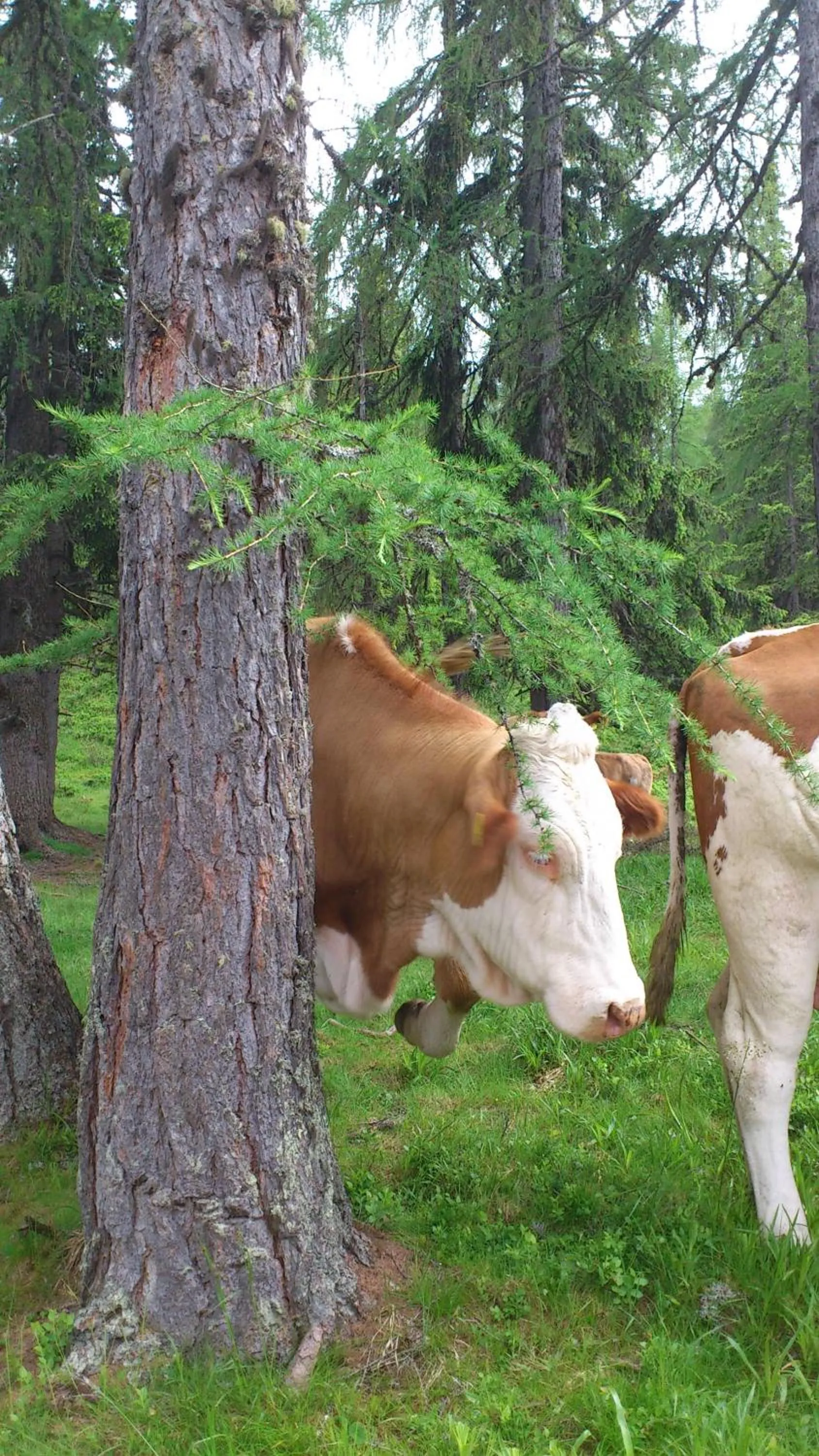 Summer in Biohof Seidl