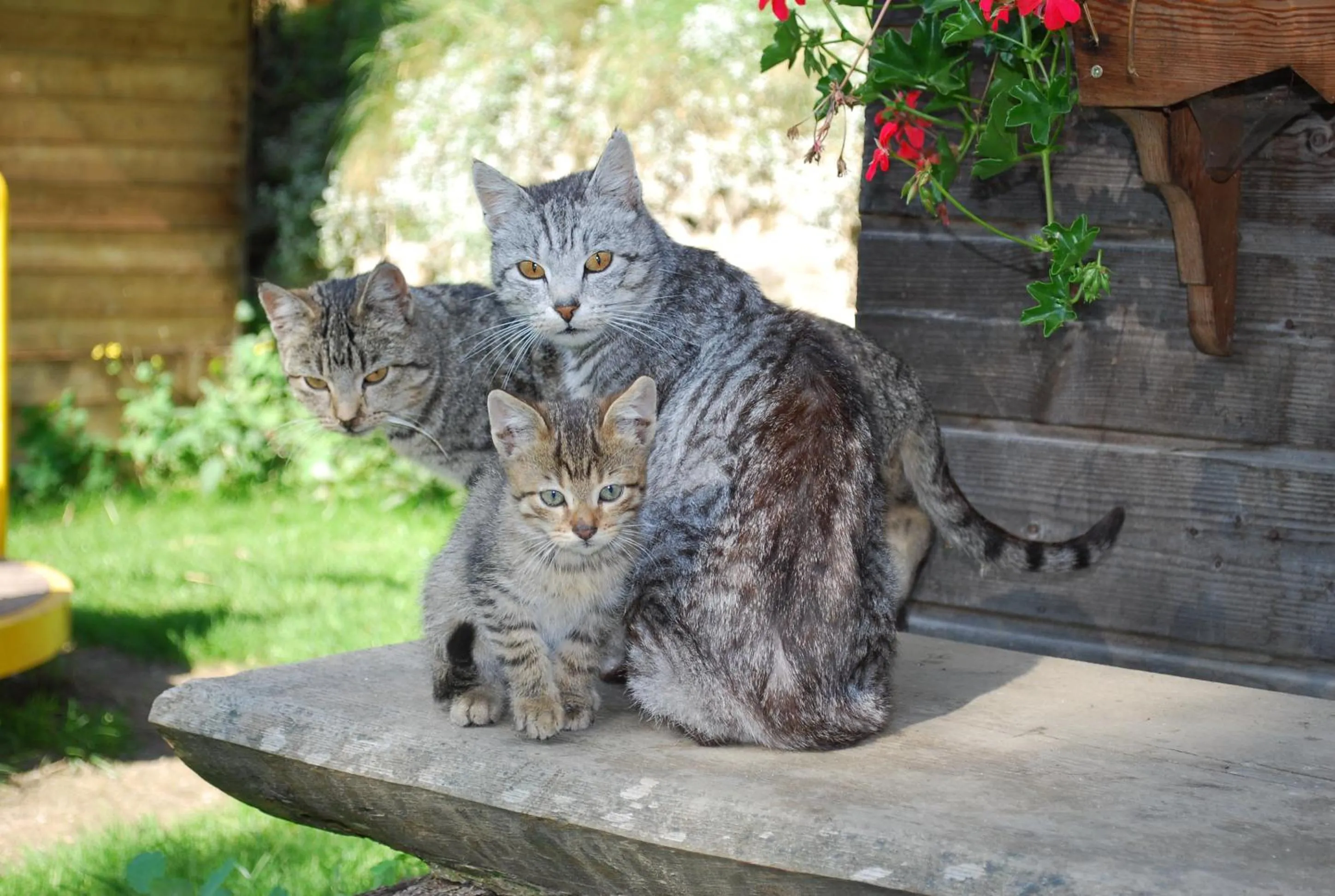 Pets in Biohof Seidl