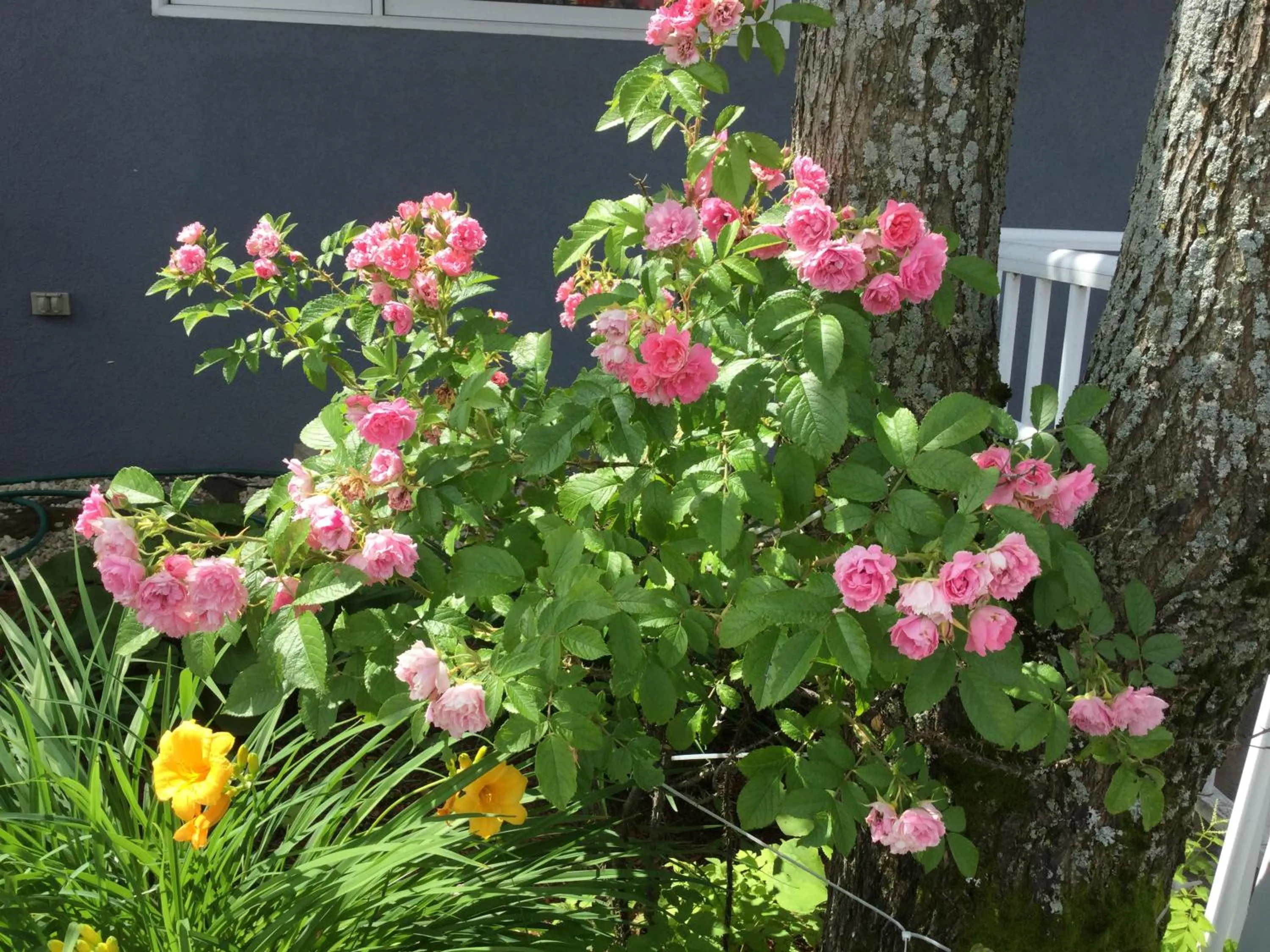 Garden in Hotel Motel Hospitalité