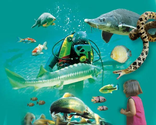 Aqua park in Les Magnolias holiday homes