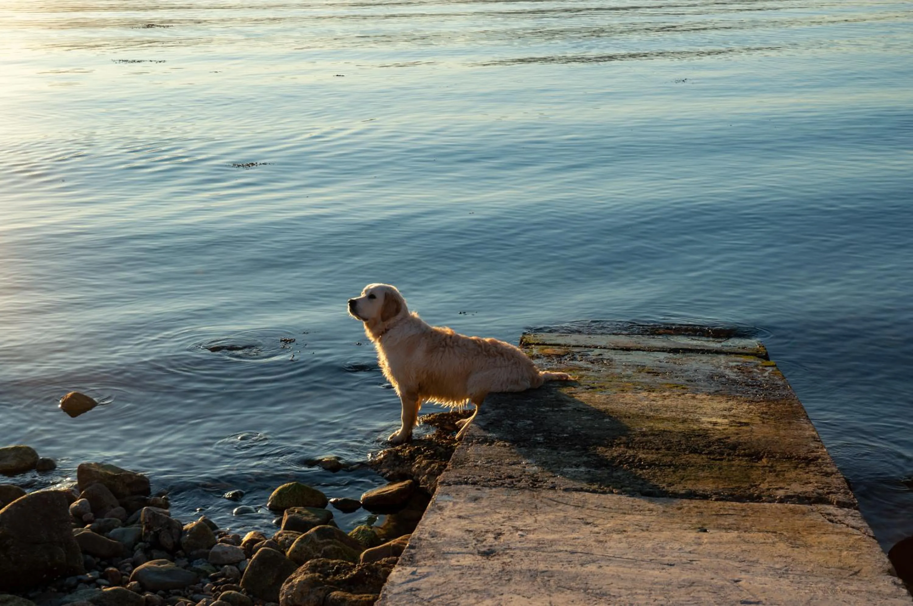Day in Holly Tree Hotel, Swimming Pool & Hot Tub
