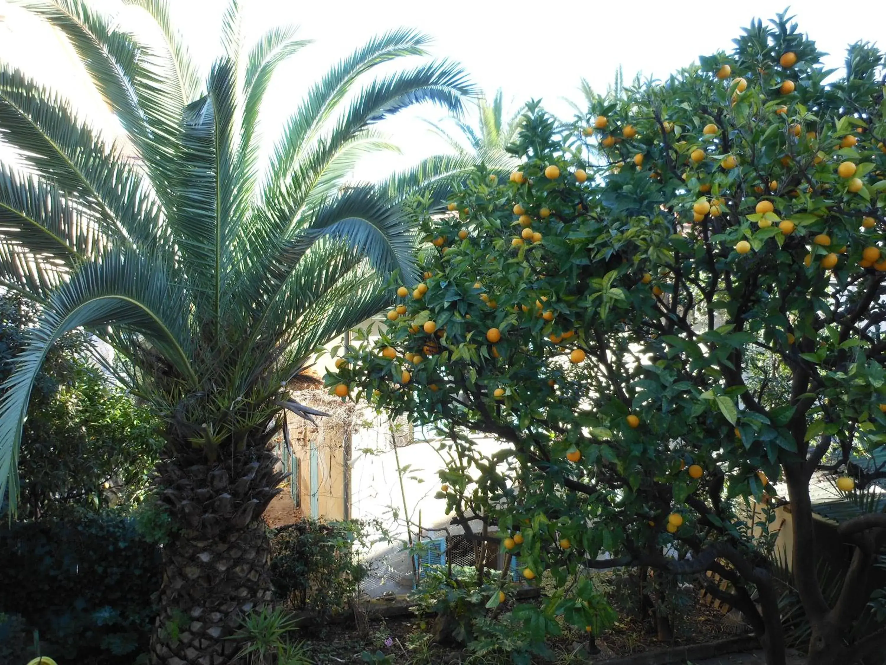 Garden in Hotel Villa Les Cygnes