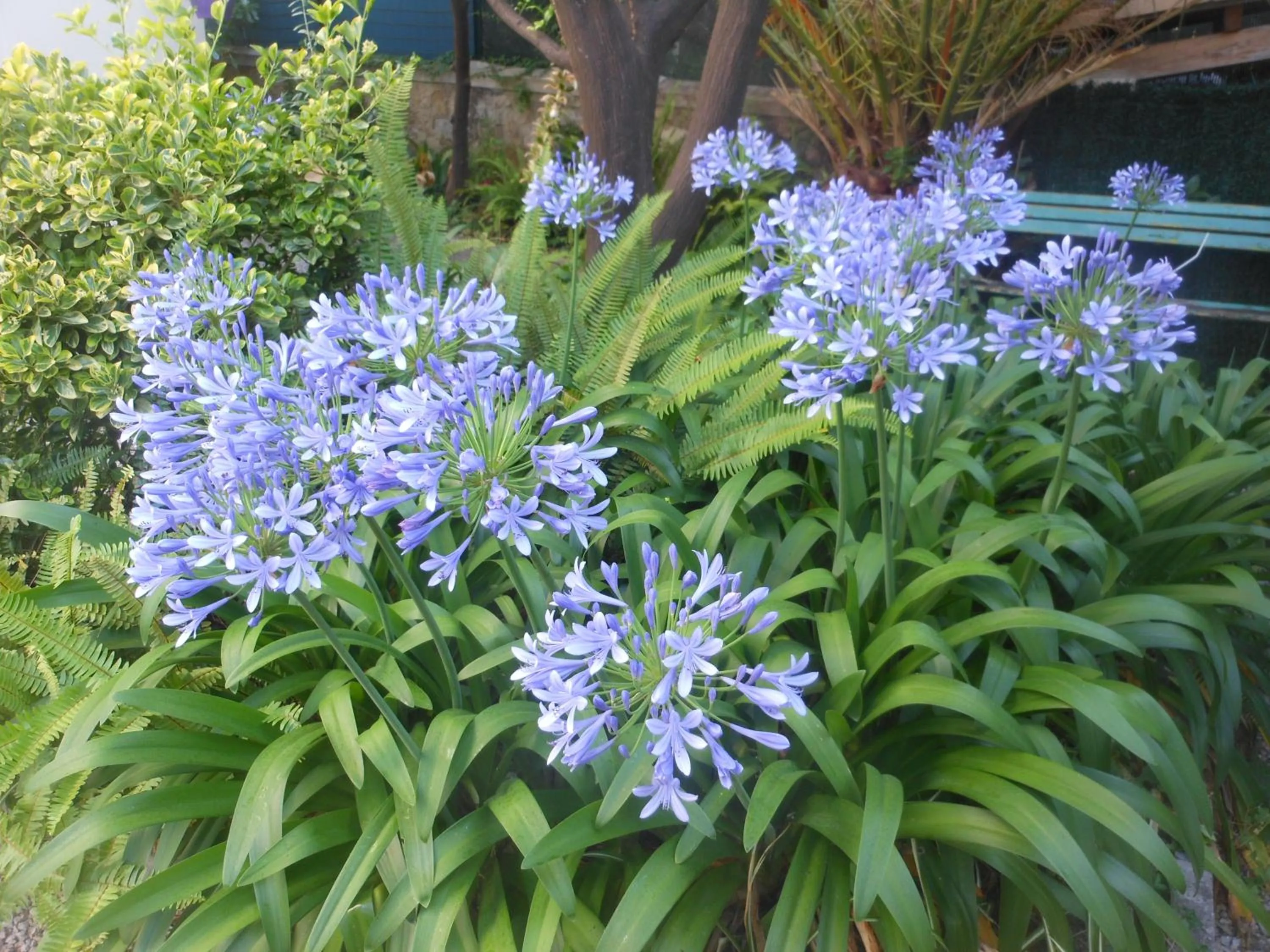 Garden view in Hotel Villa Les Cygnes