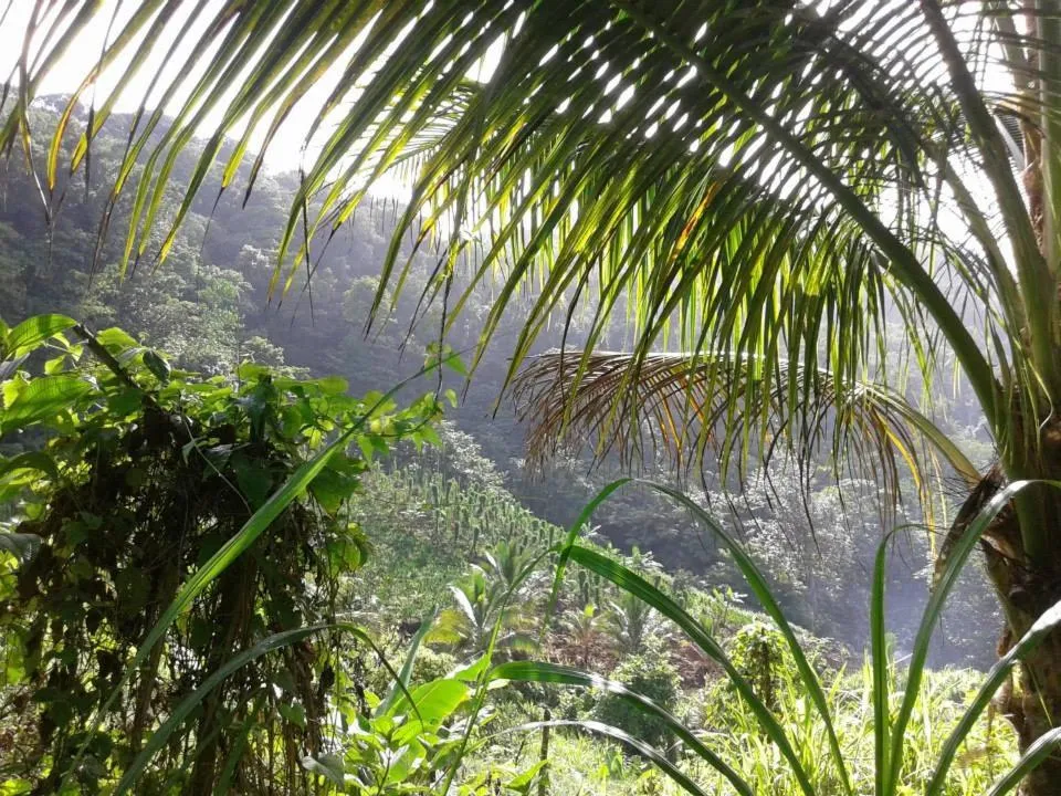 Natural landscape in Roots Jungle Retreat