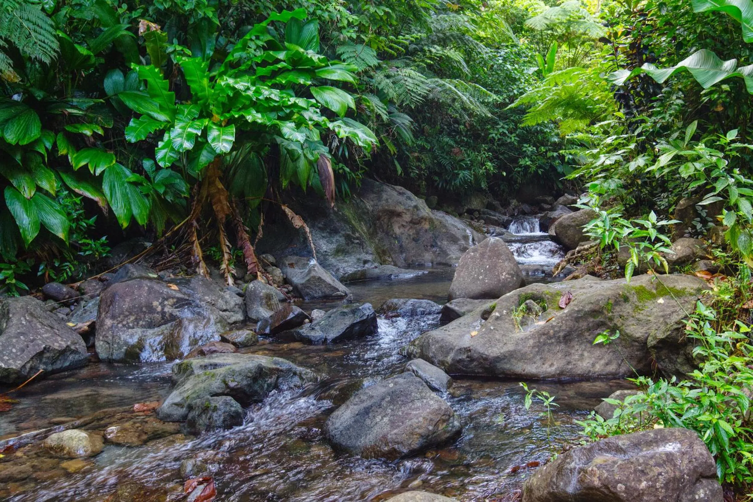 Nearby landmark in Roots Jungle Retreat