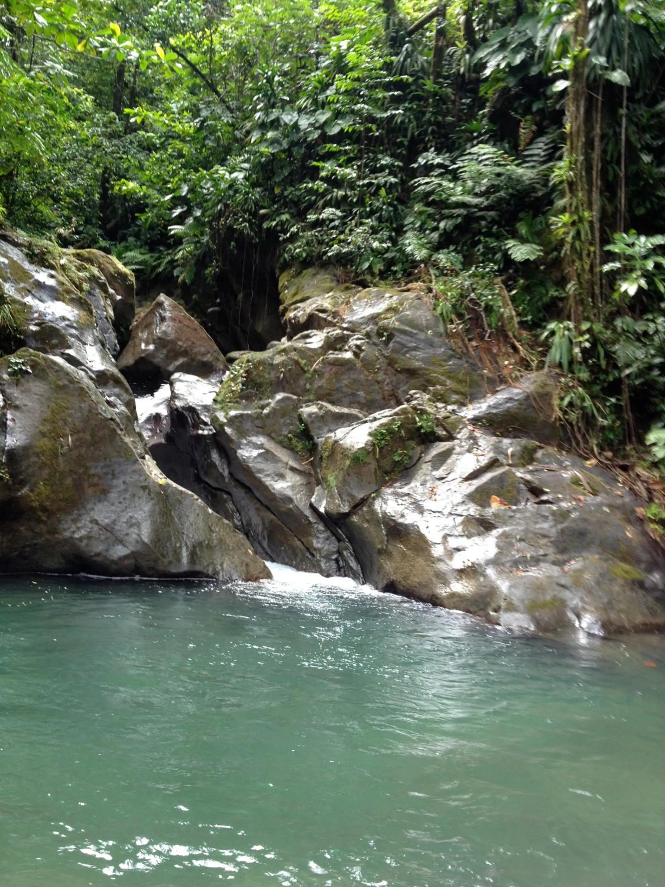 Natural landscape in Roots Jungle Retreat