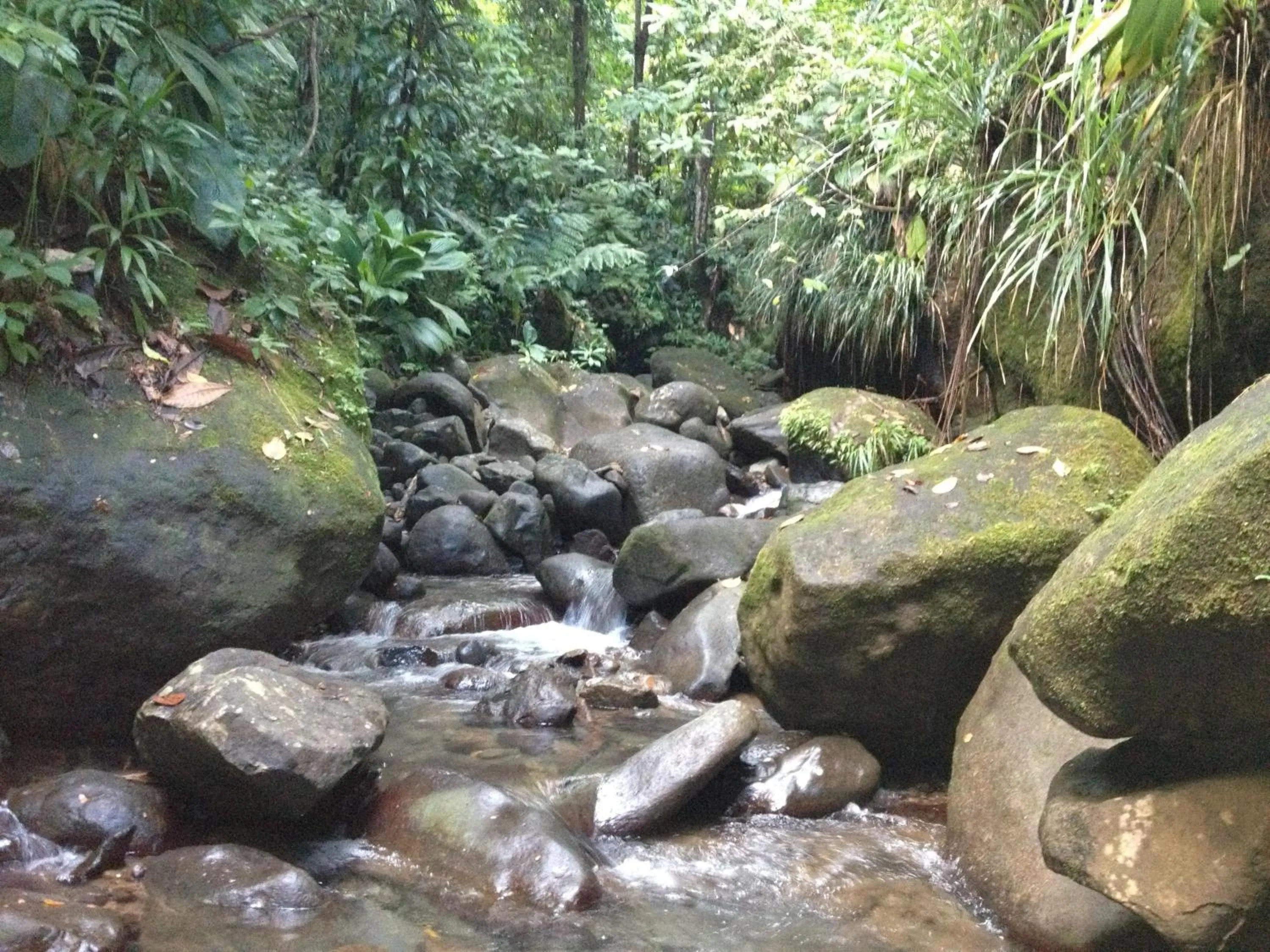 Natural landscape in Roots Jungle Retreat