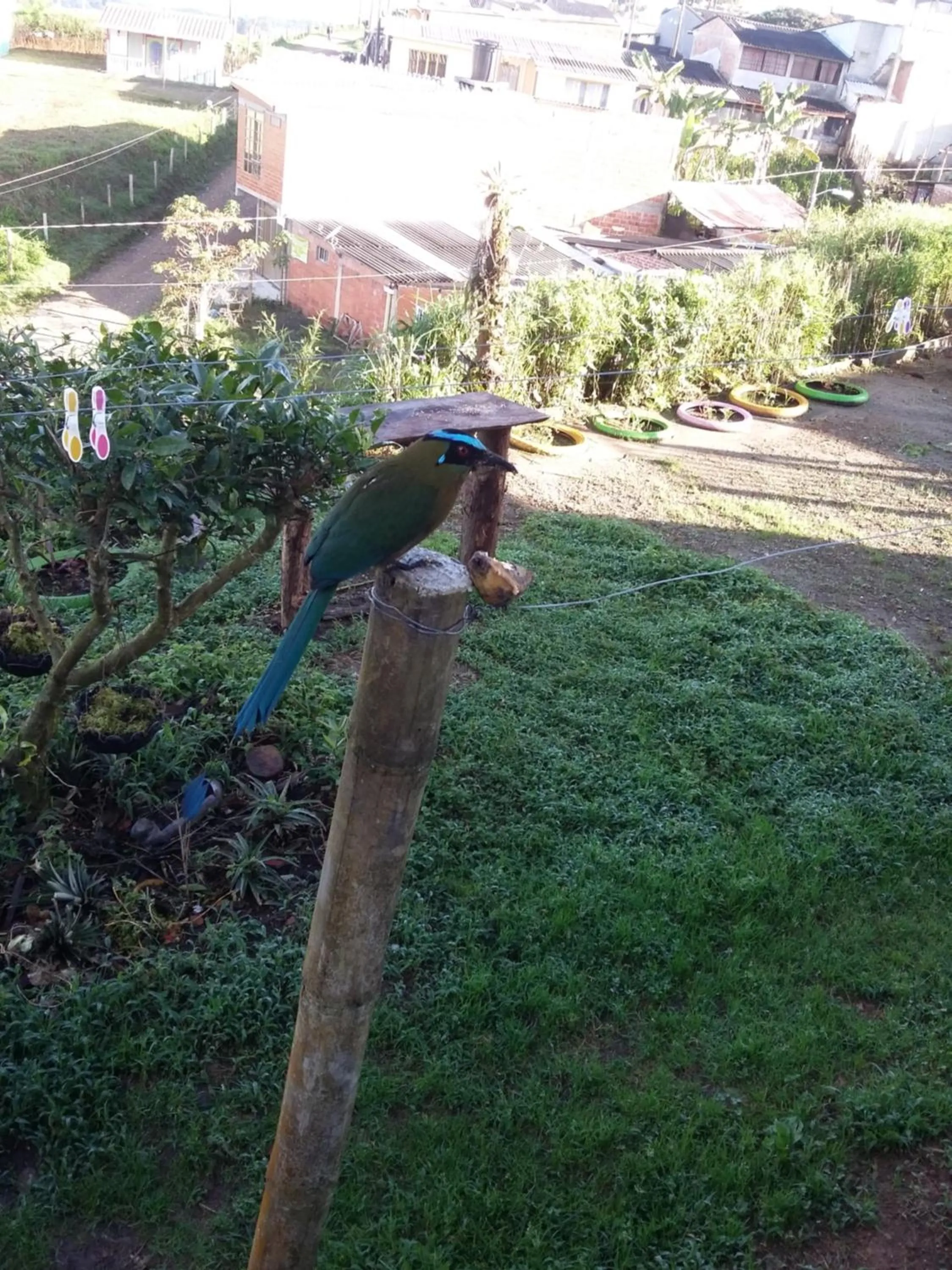 Animals in Vivienda Turistica Yerbabuena