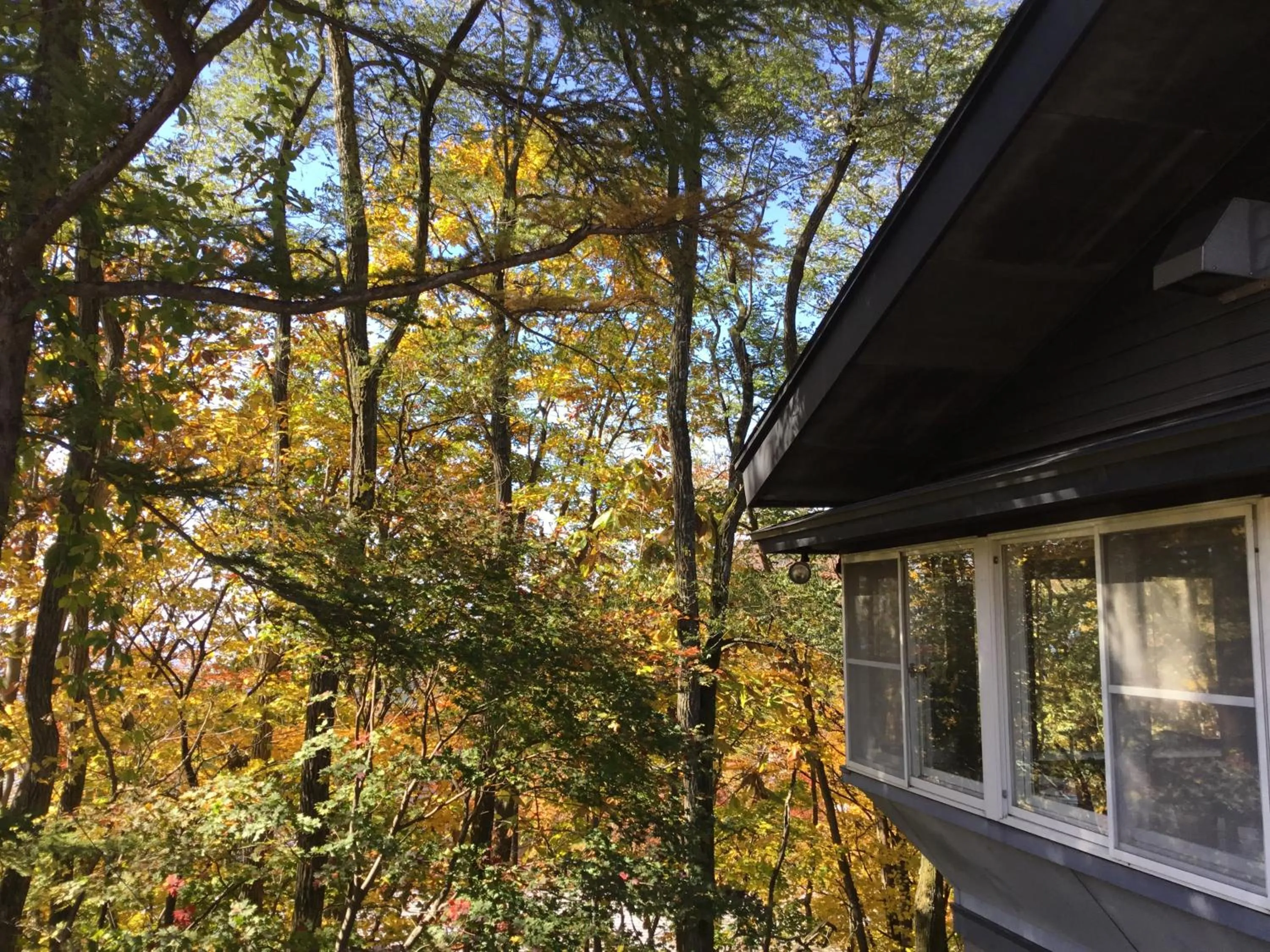 Lodge Christmas Rose Zao