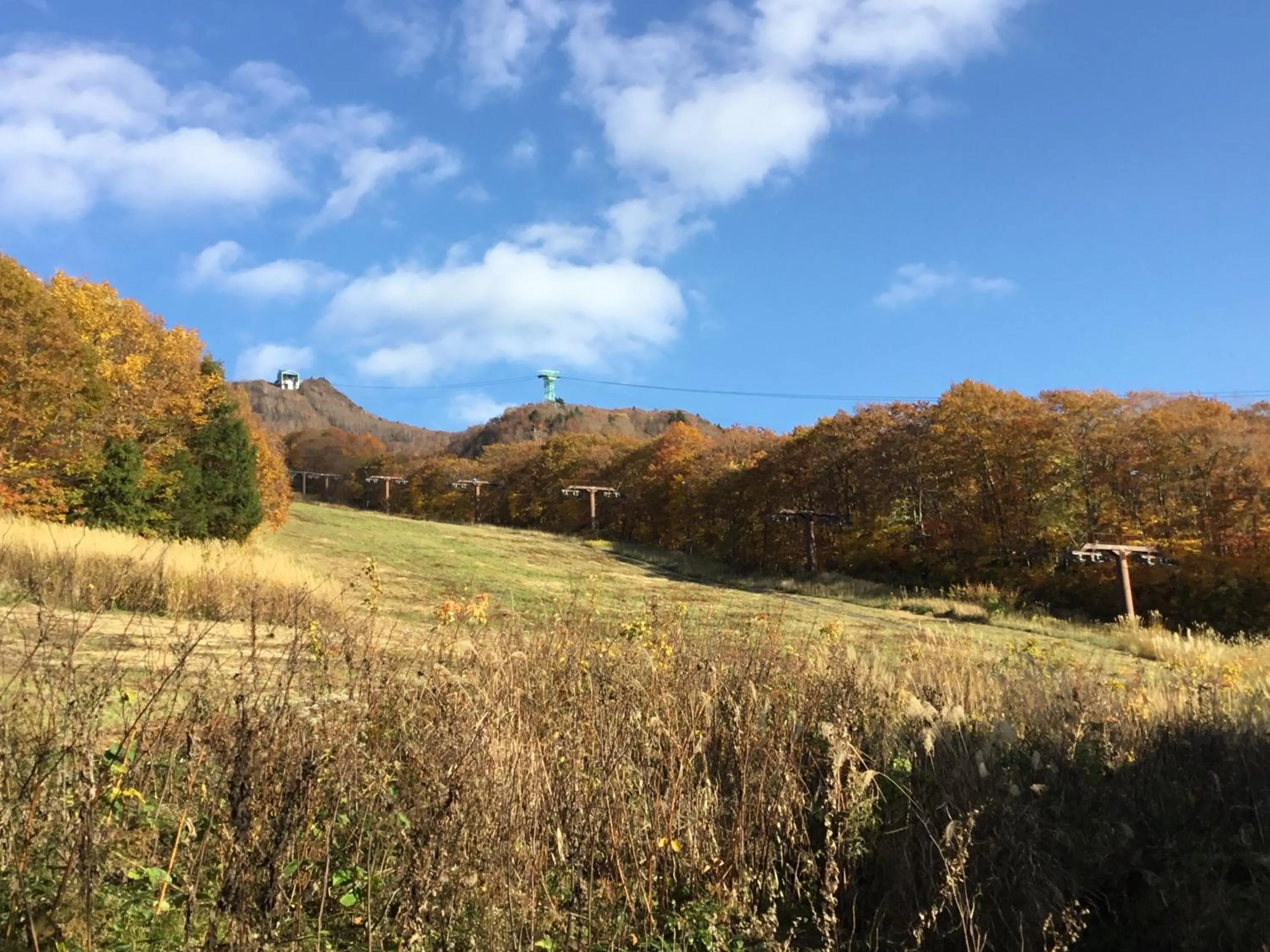 Lodge Christmas Rose Zao