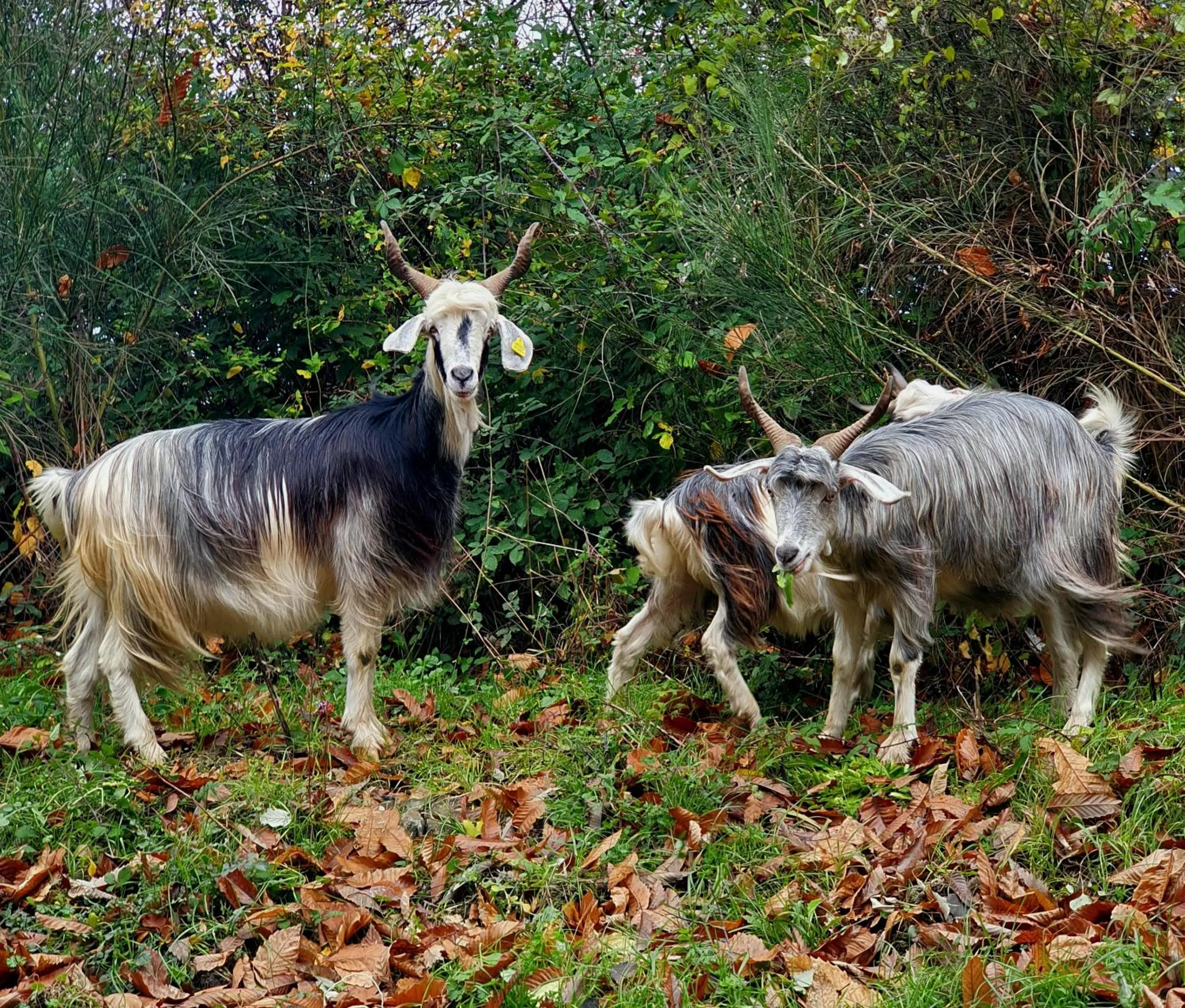 Animals in Park Hotel Bellavista