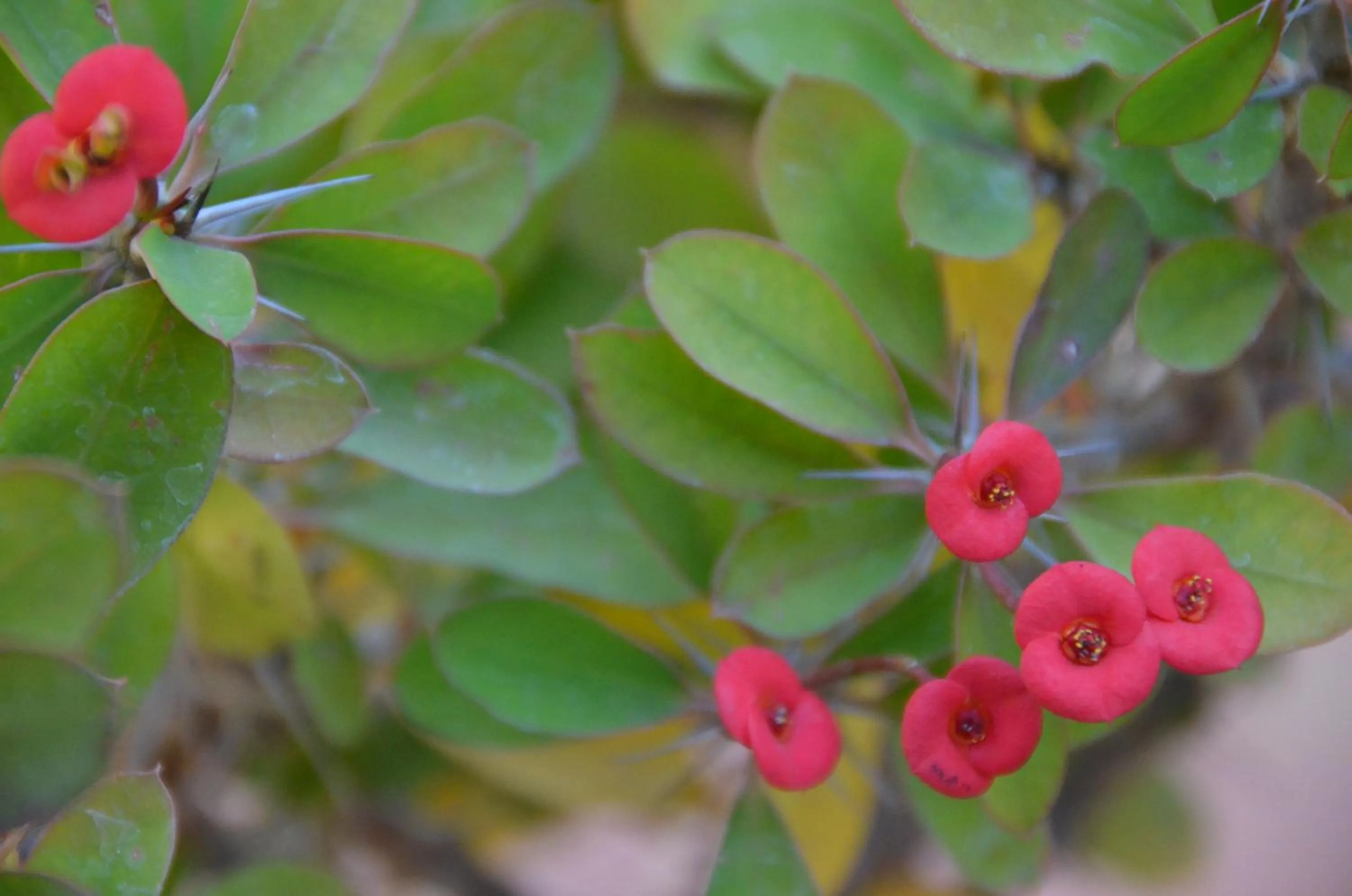 Decorative detail in Riad Euphorbe
