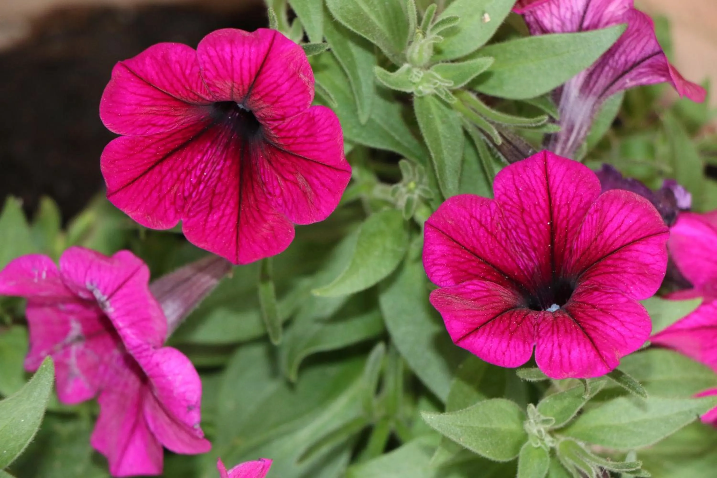 Garden in Hotel Centrale