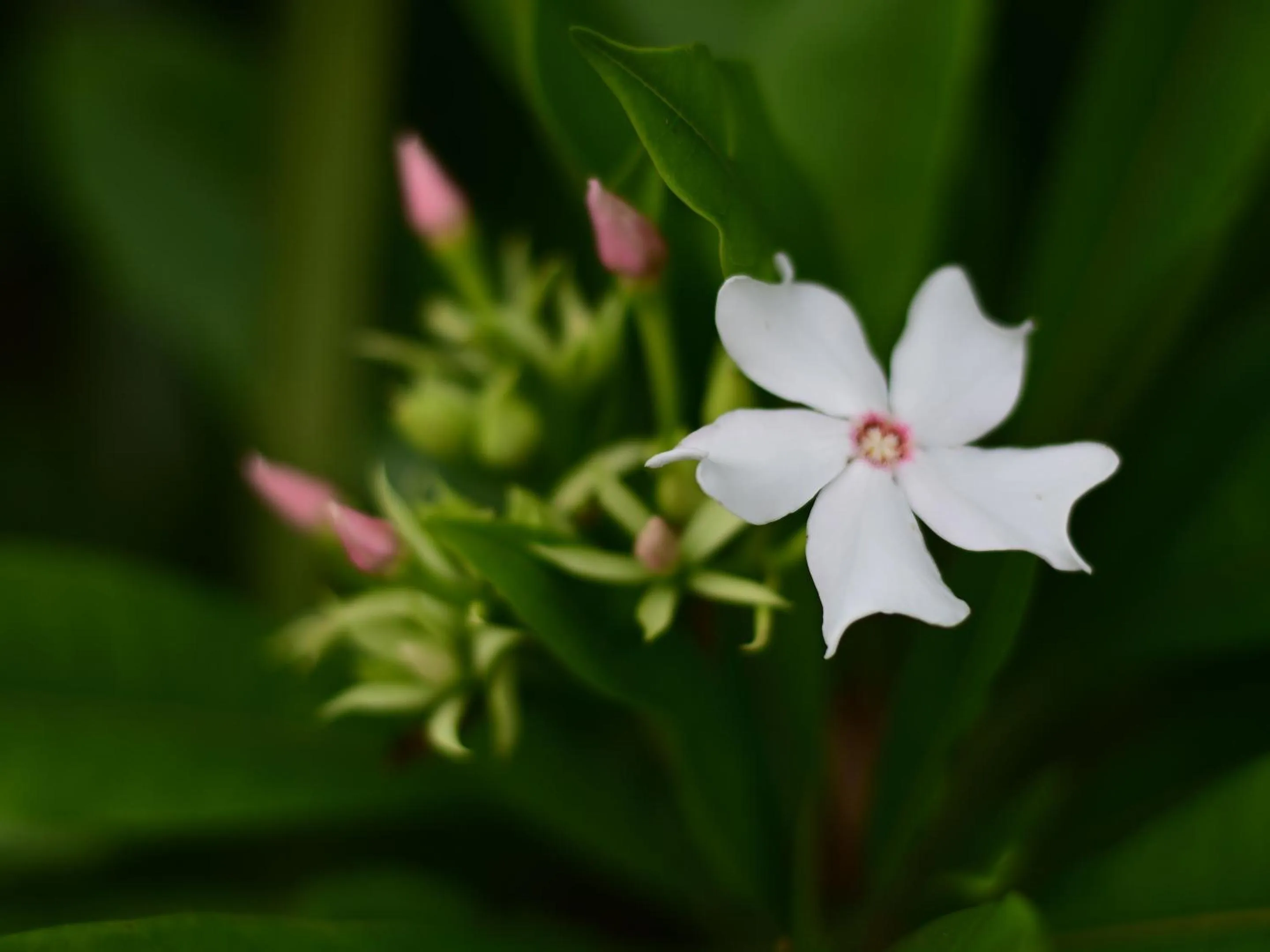 Off site in Ocean Villa Tin Gala