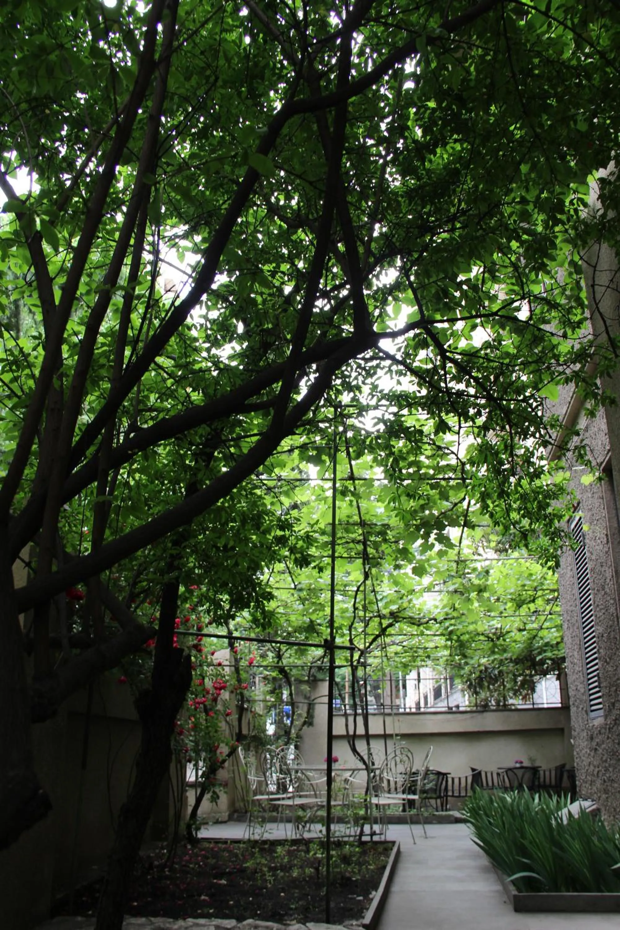 Garden in Iliani Hotel