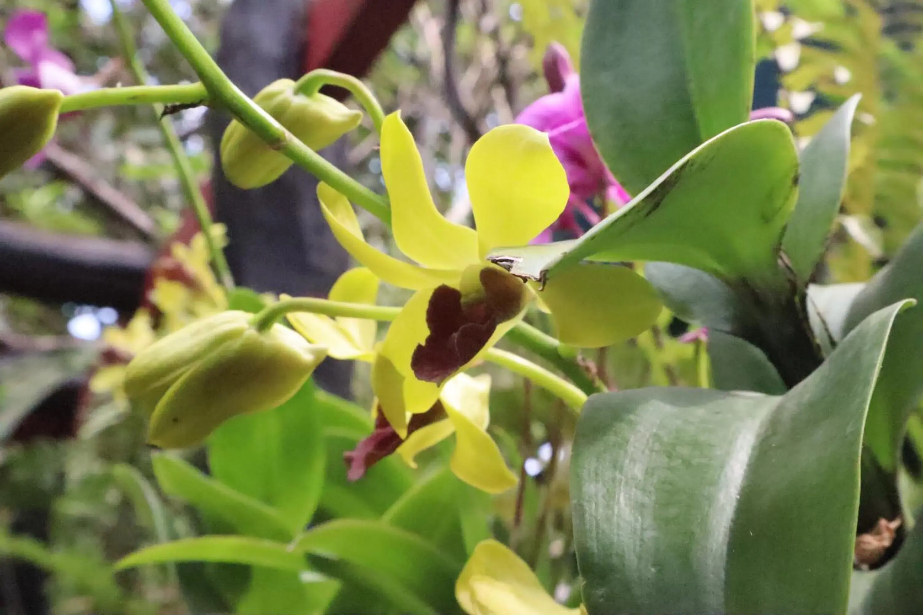 Property building in La Niche D'angkor Boutique Hotel Property building in La Niche D'angkor Boutique Hotel