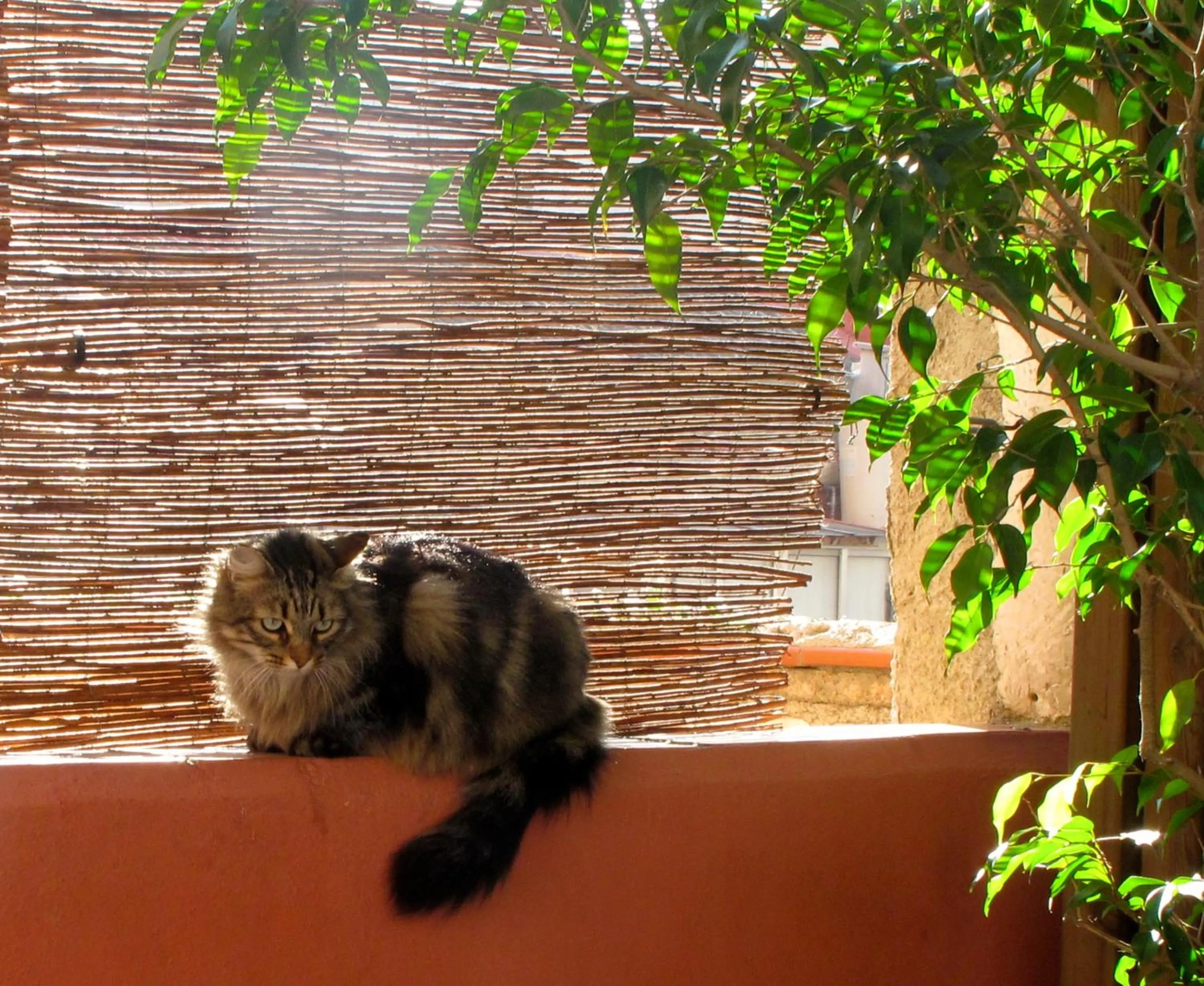 Patio in Hostal Poblenou