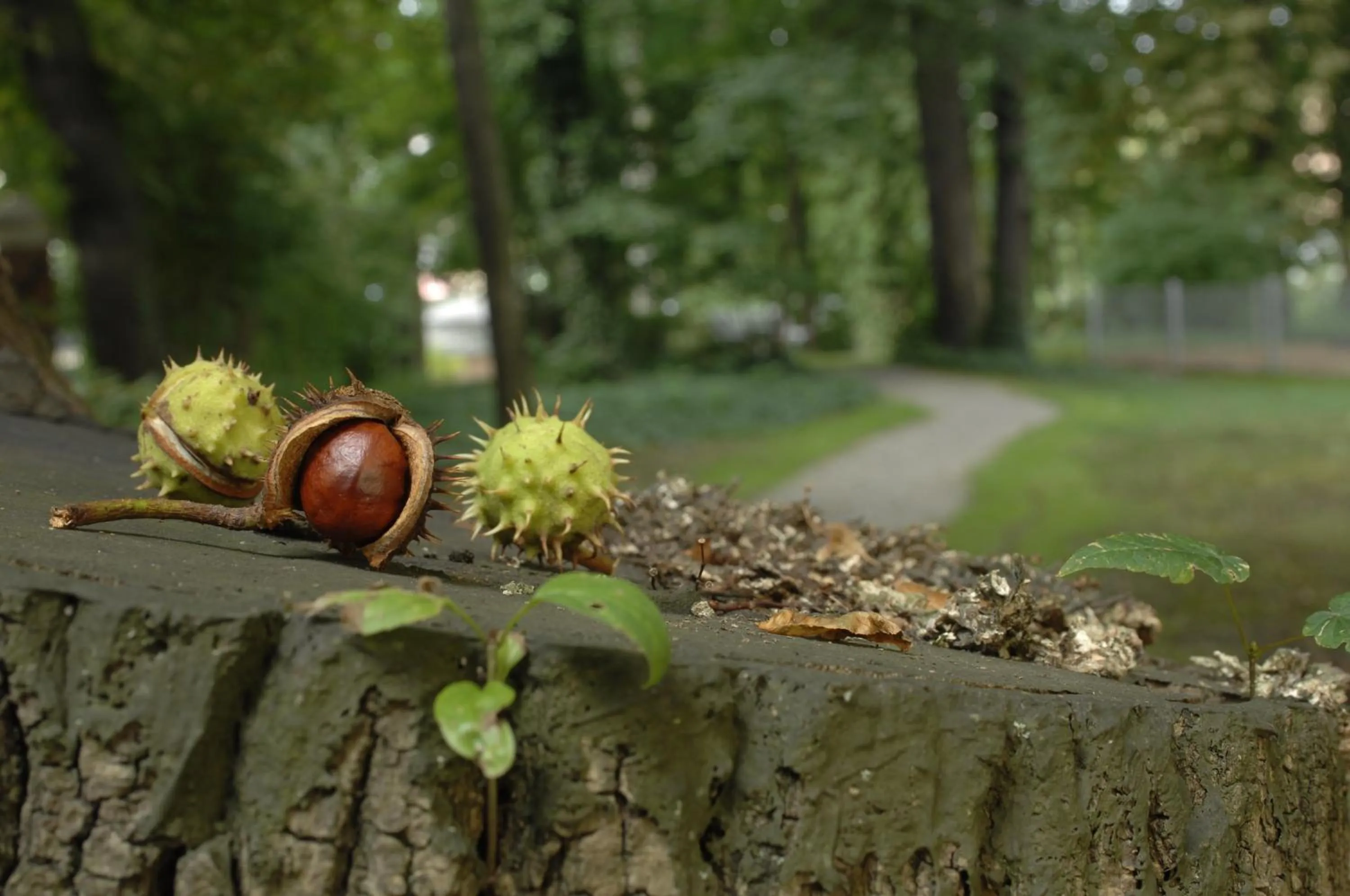 Garden in Hotel am alten Park