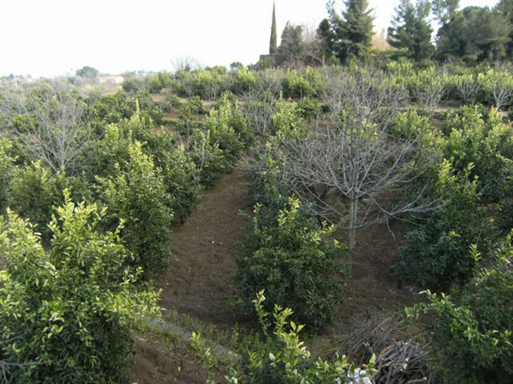 Facade/entrance in Baglio Delle Rose