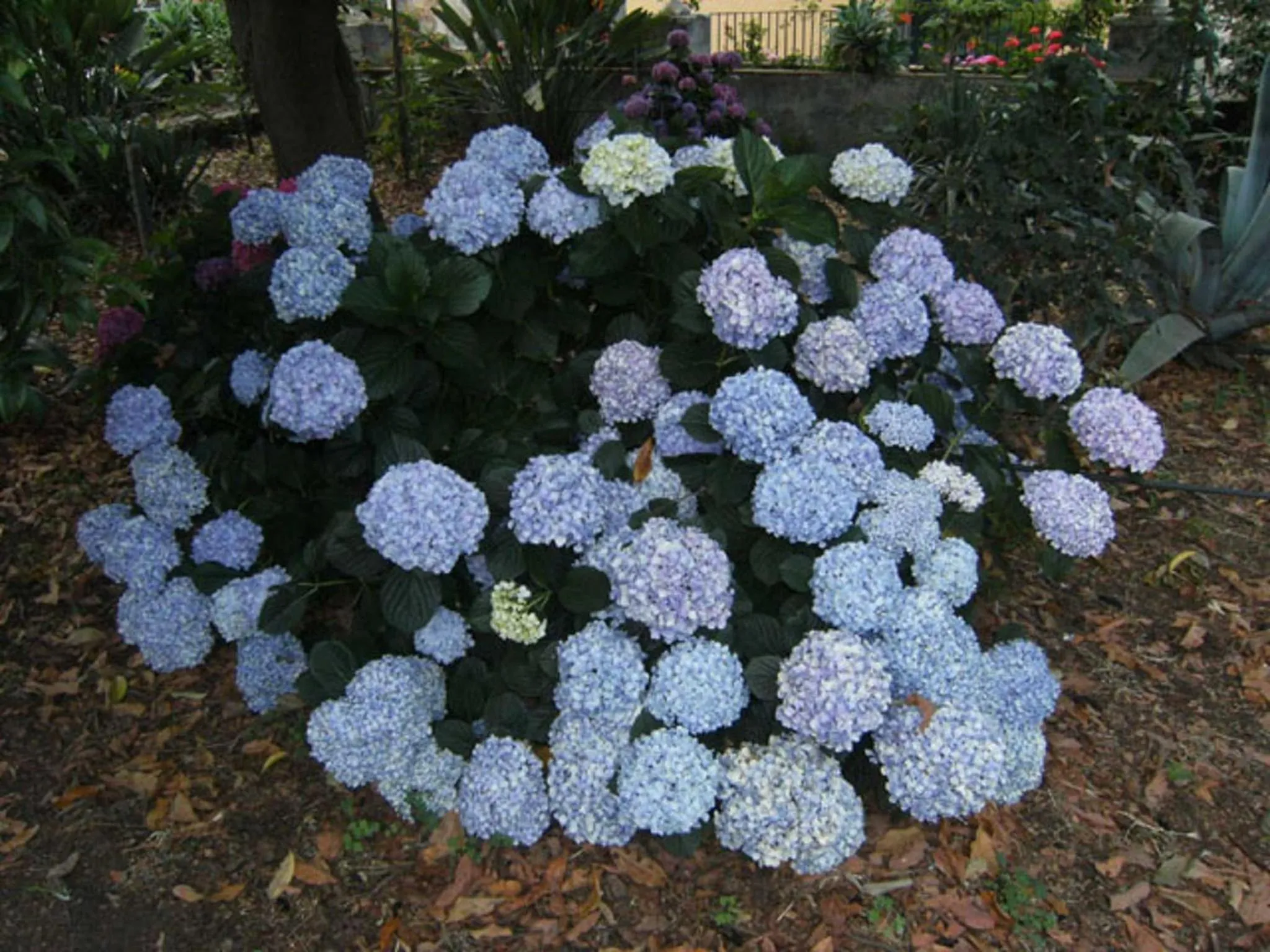 Garden in Baglio Delle Rose