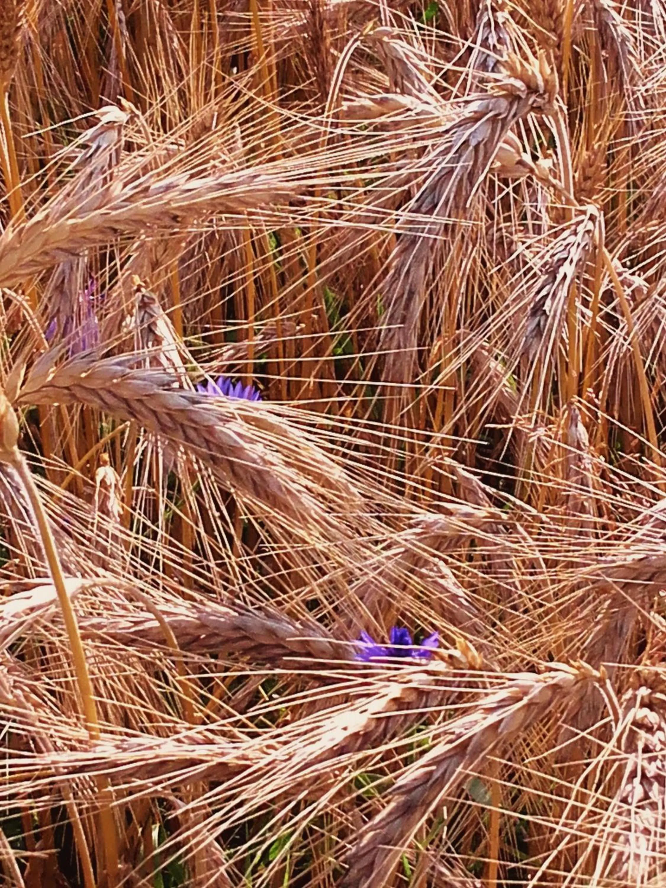 Other in Mazurska Chata jezioro i aquapark 6 min, centrum i promenada 12 min