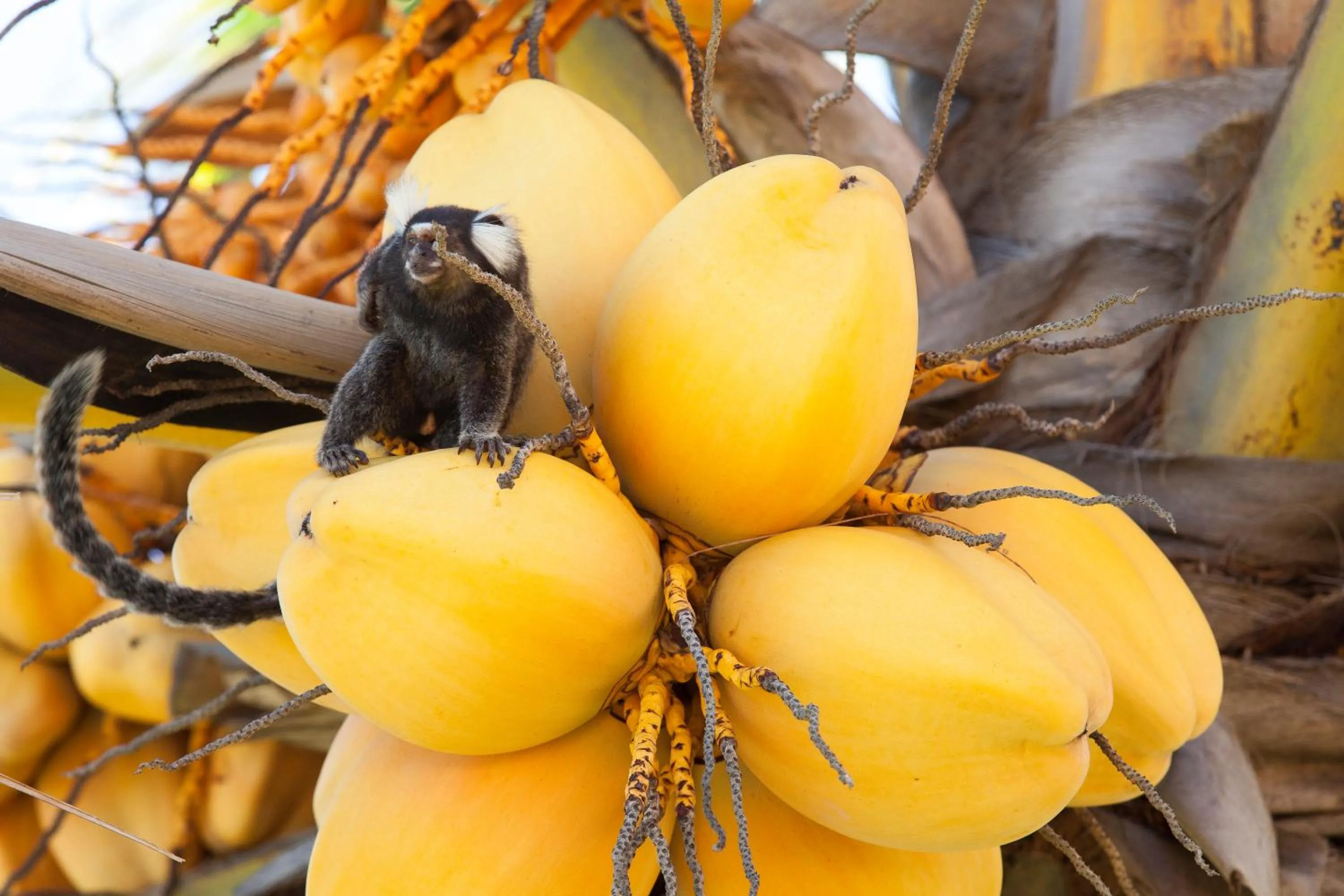 Animals in Pousada Praia das Ondas - Pé na areia