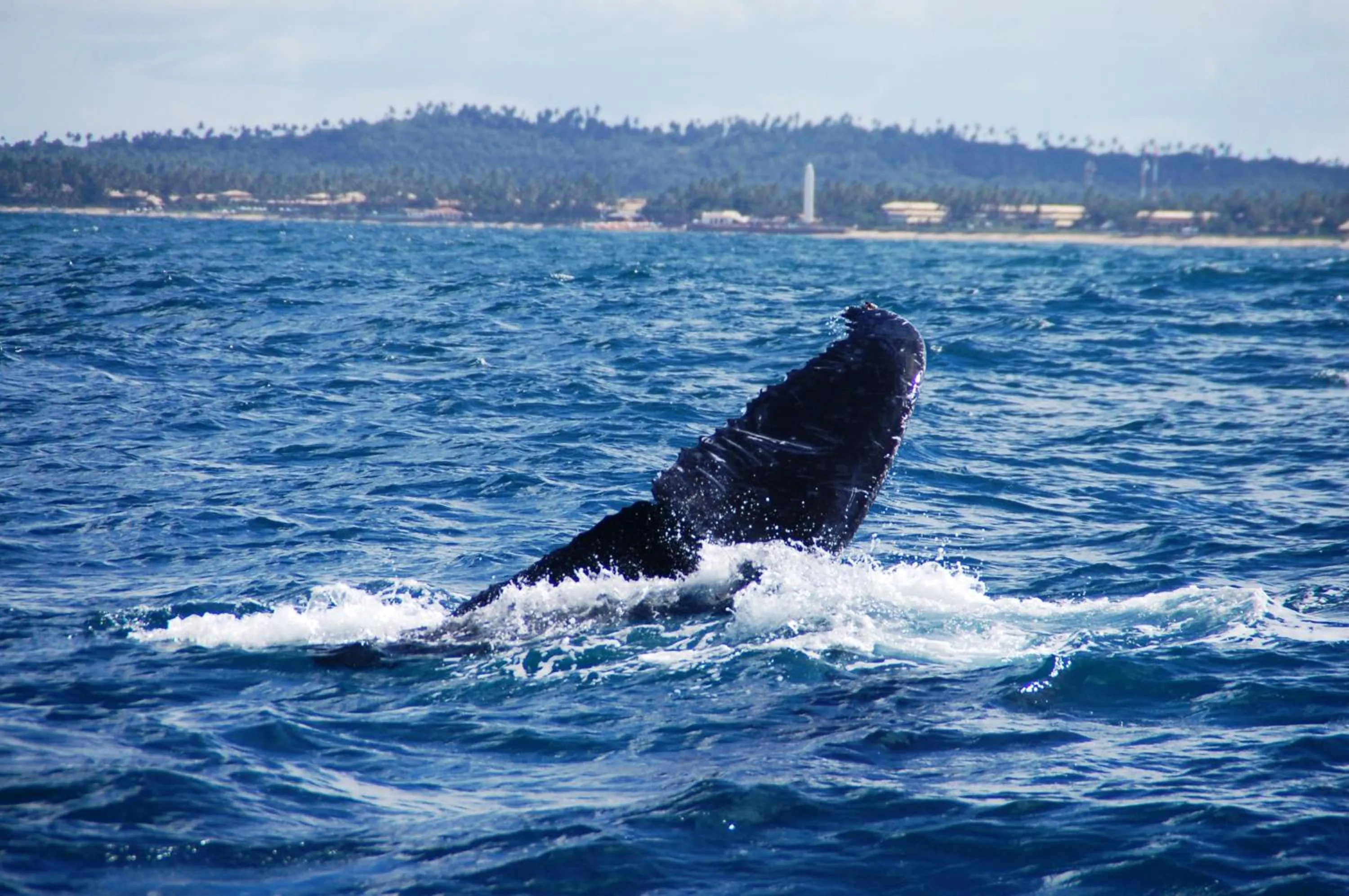 Animals in Pousada Praia das Ondas - Pé na areia