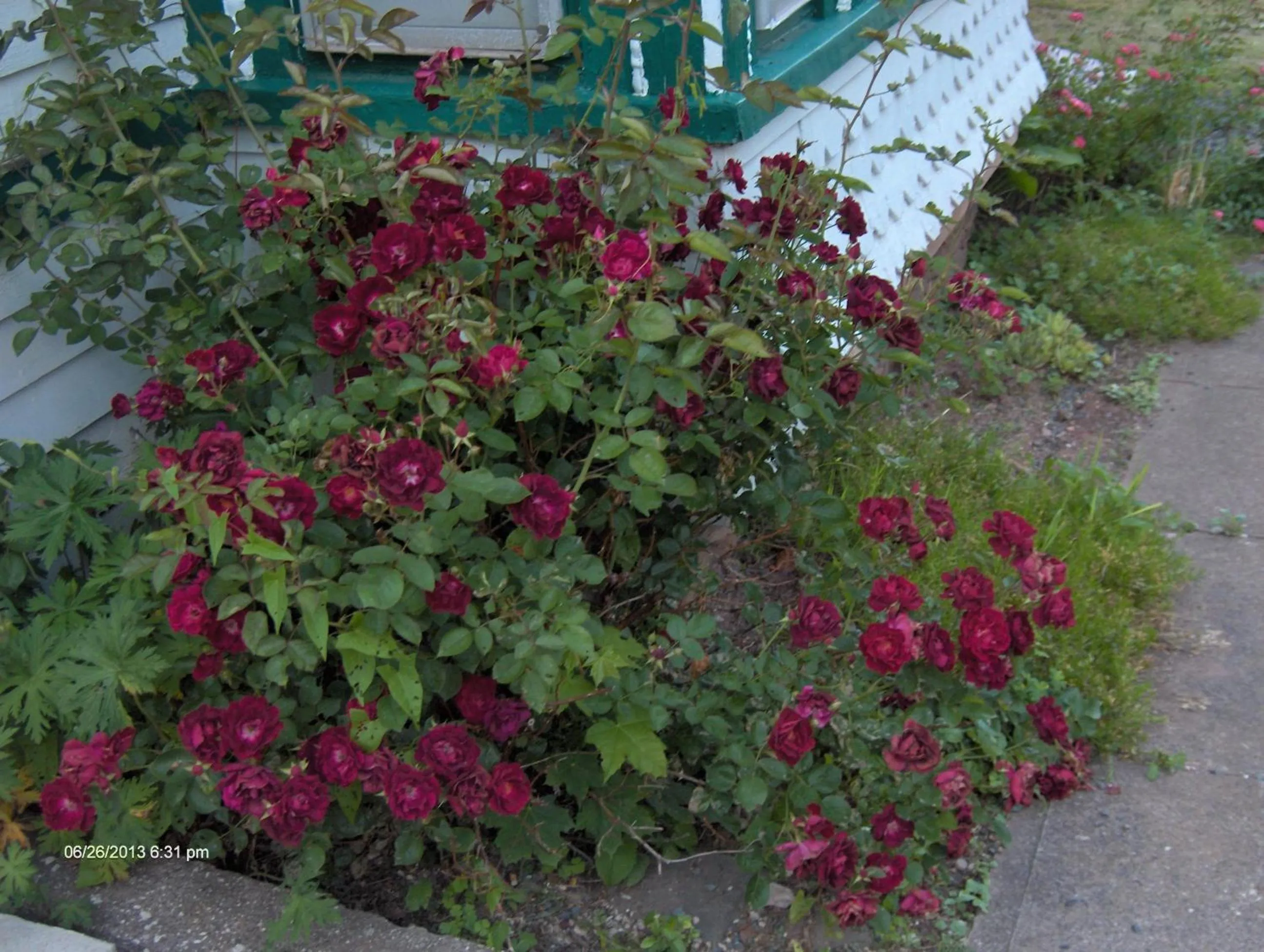 Garden in Antique Rose Inn Windham