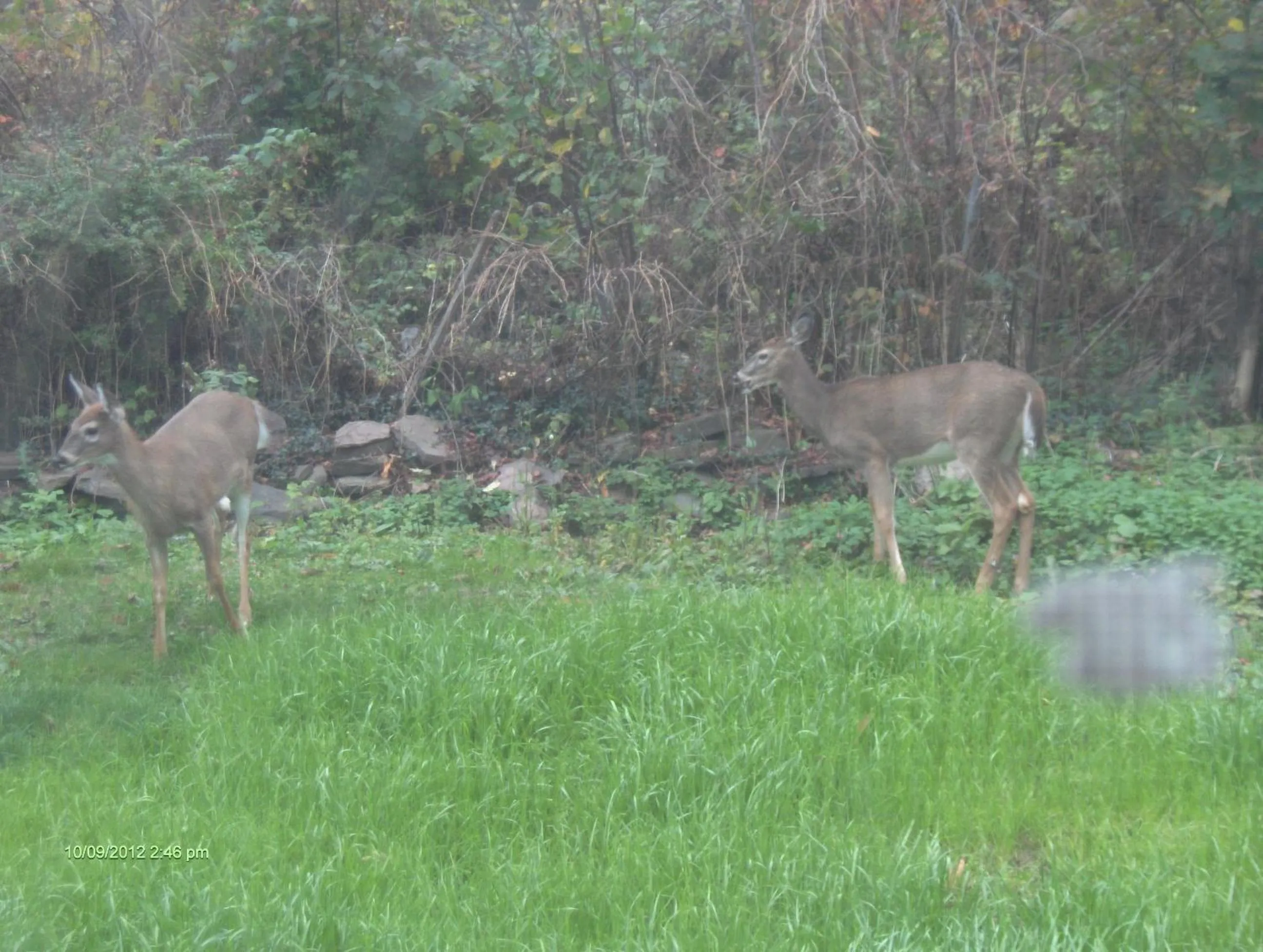 Animals in Antique Rose Inn Windham