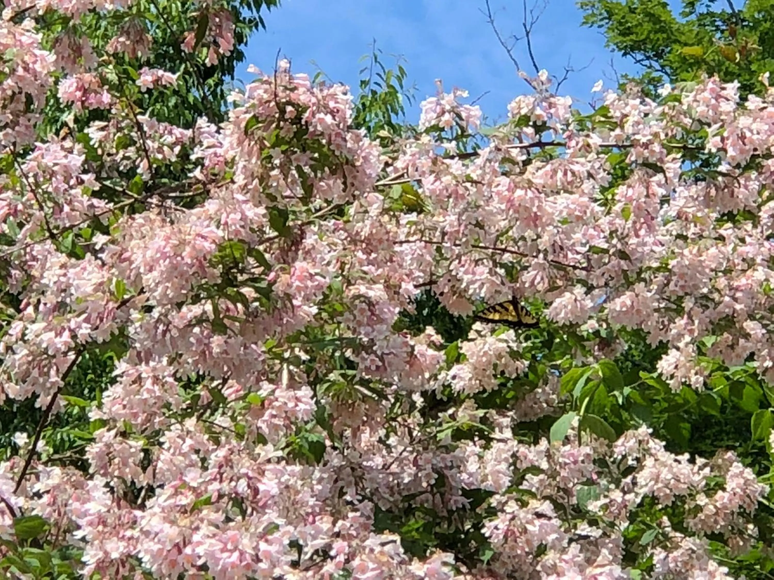 Garden view in Antique Rose Inn Windham