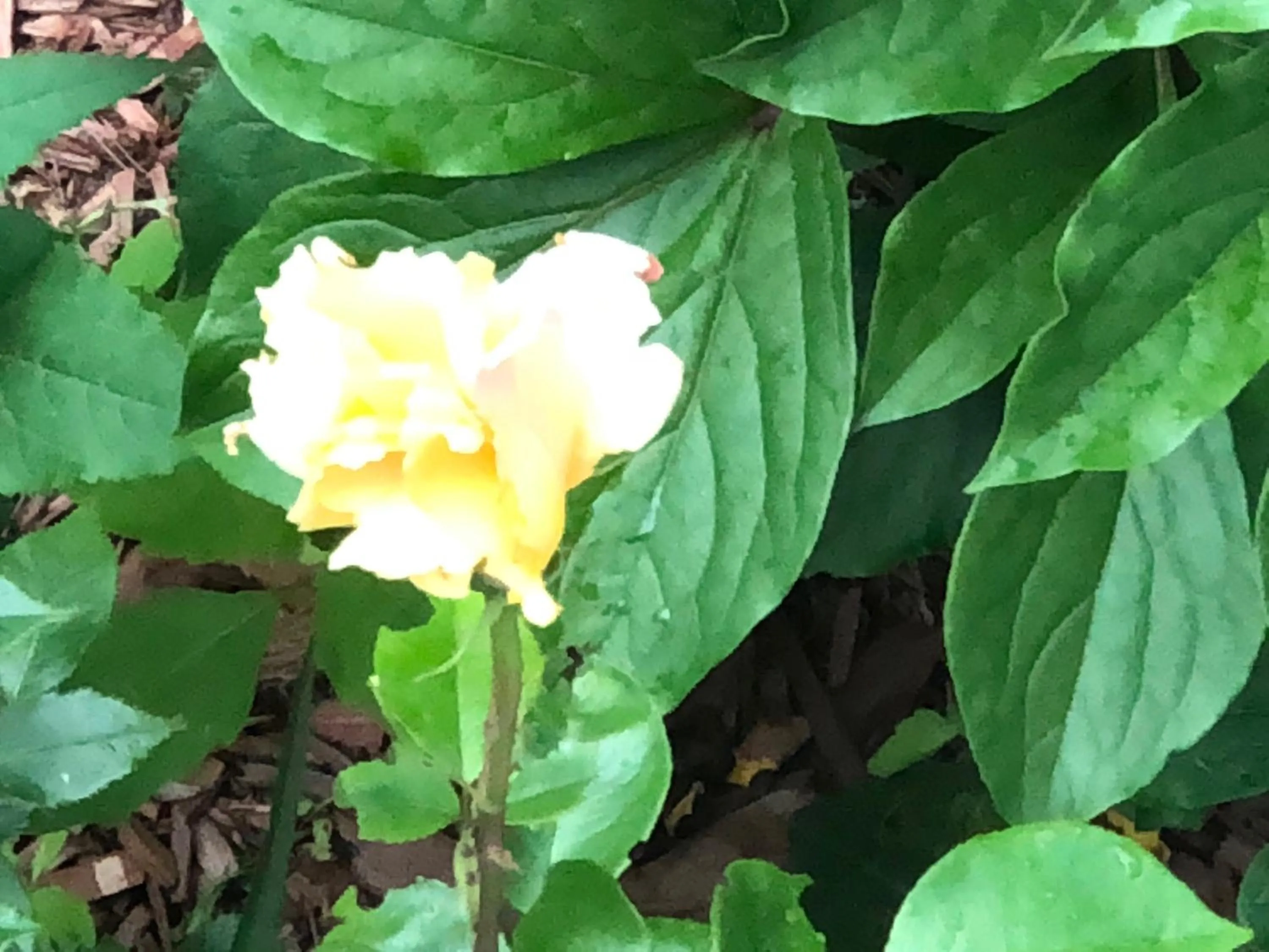 Garden in Antique Rose Inn Windham