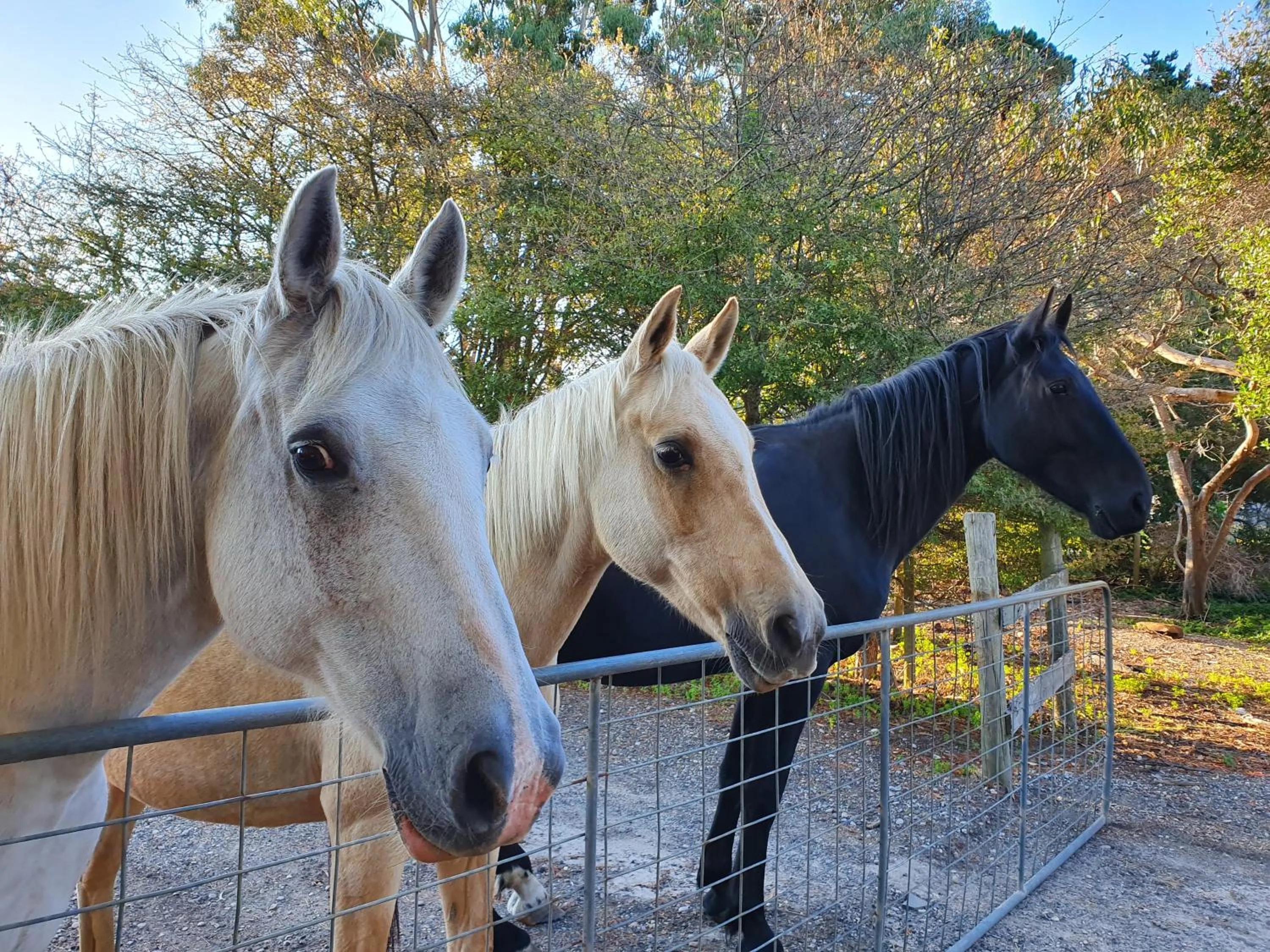 Animals in Hawley House