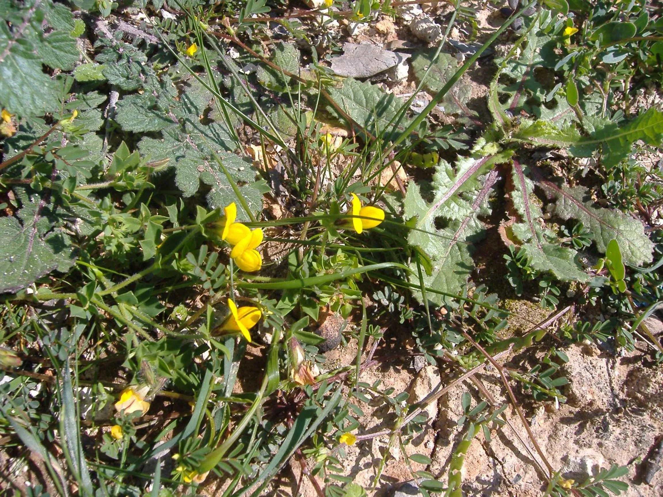 Spring in Theresa Hotel at Karpaz Peninsula
