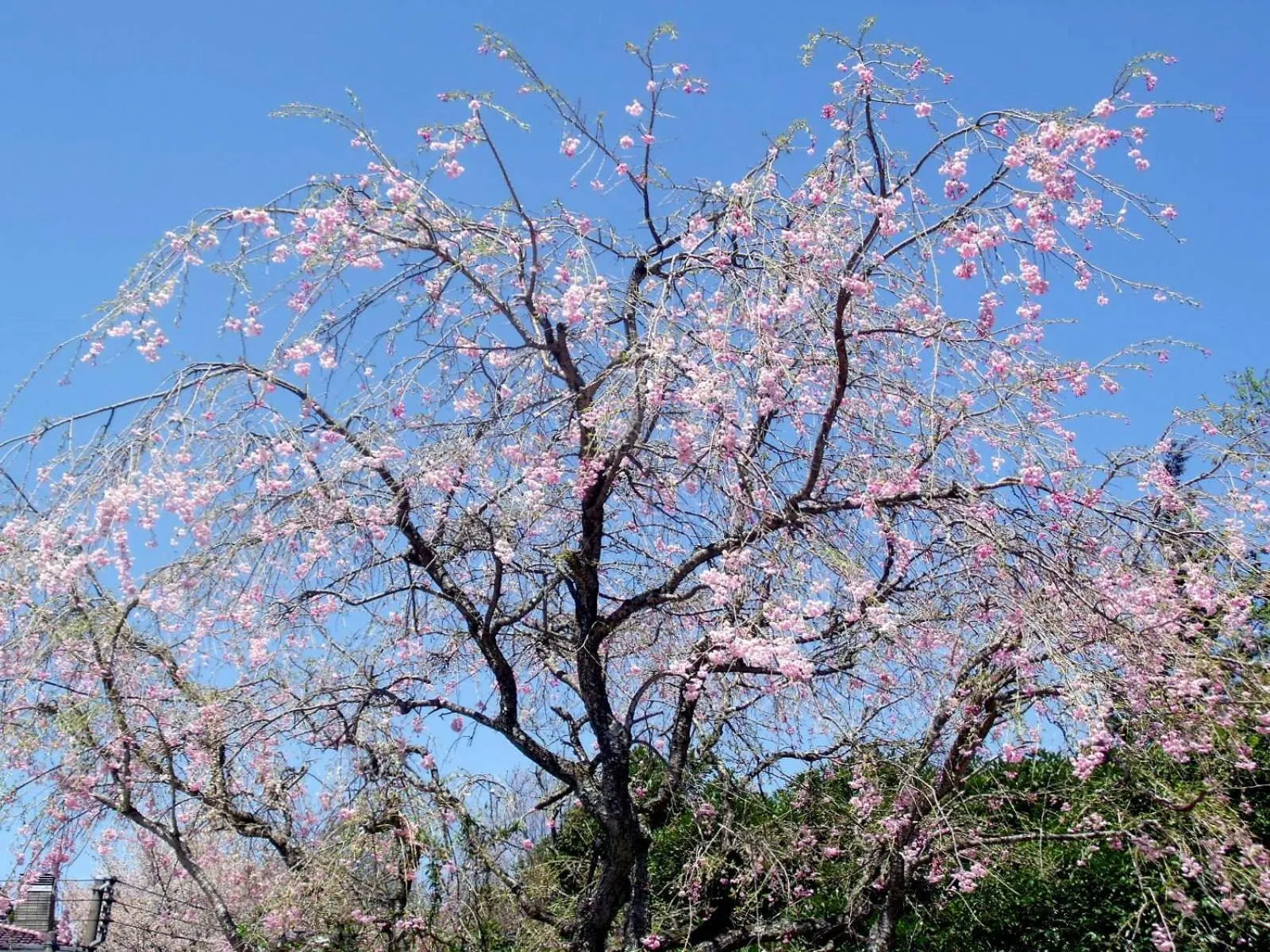 Spring in HAKONE GORA ONSEN Hotel Kasansui