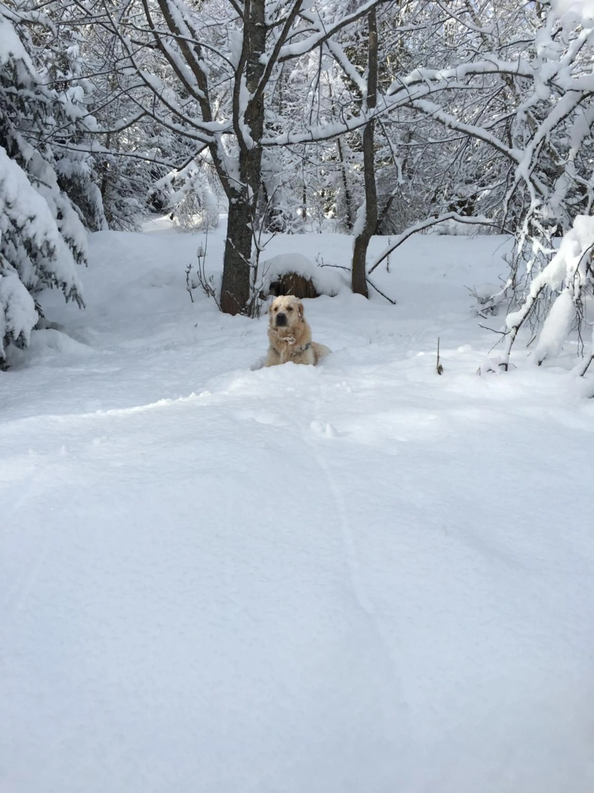 Natural landscape in Hotel Gran Baita