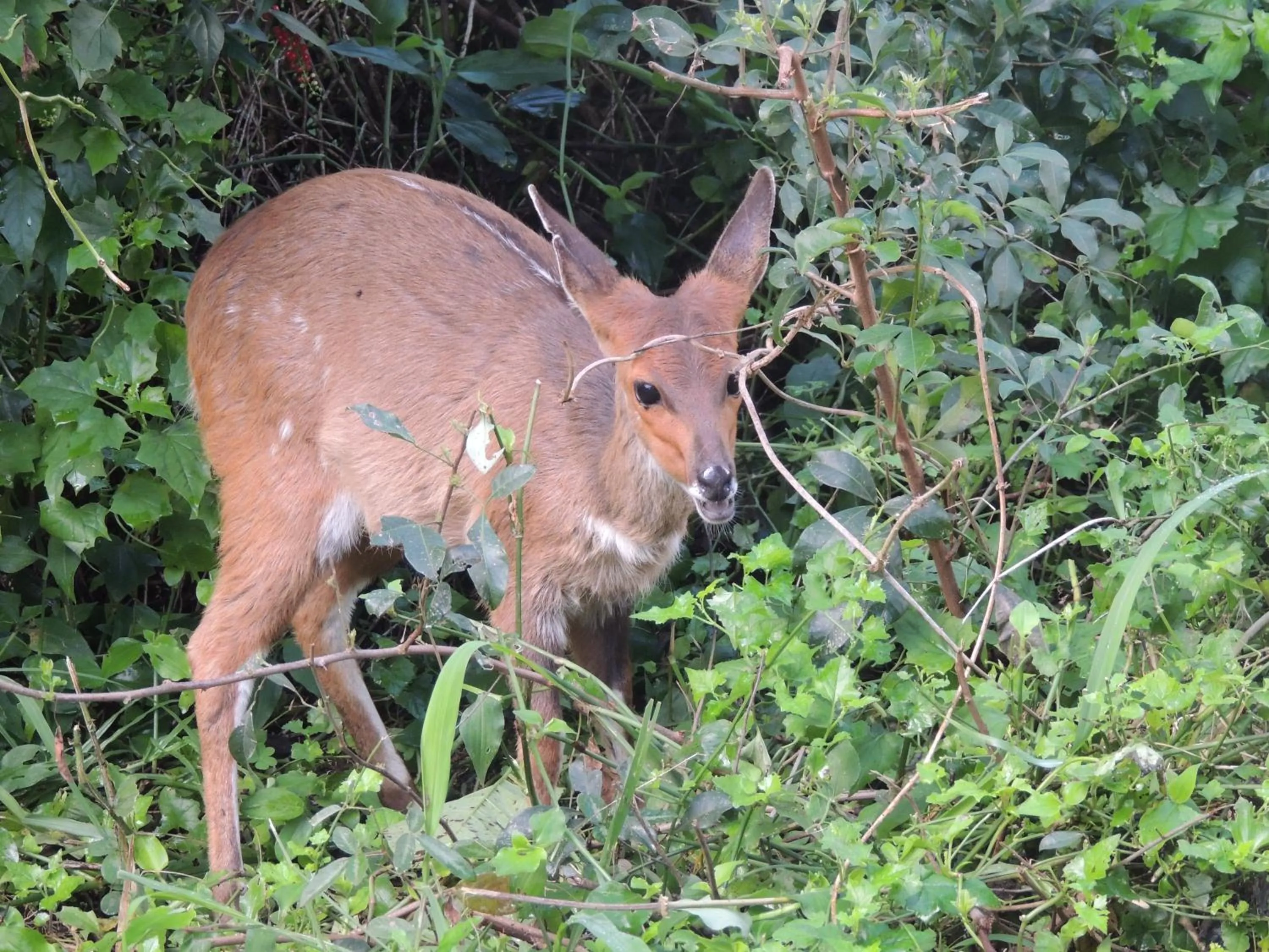 Day in Elephant Coast Guesthouse
