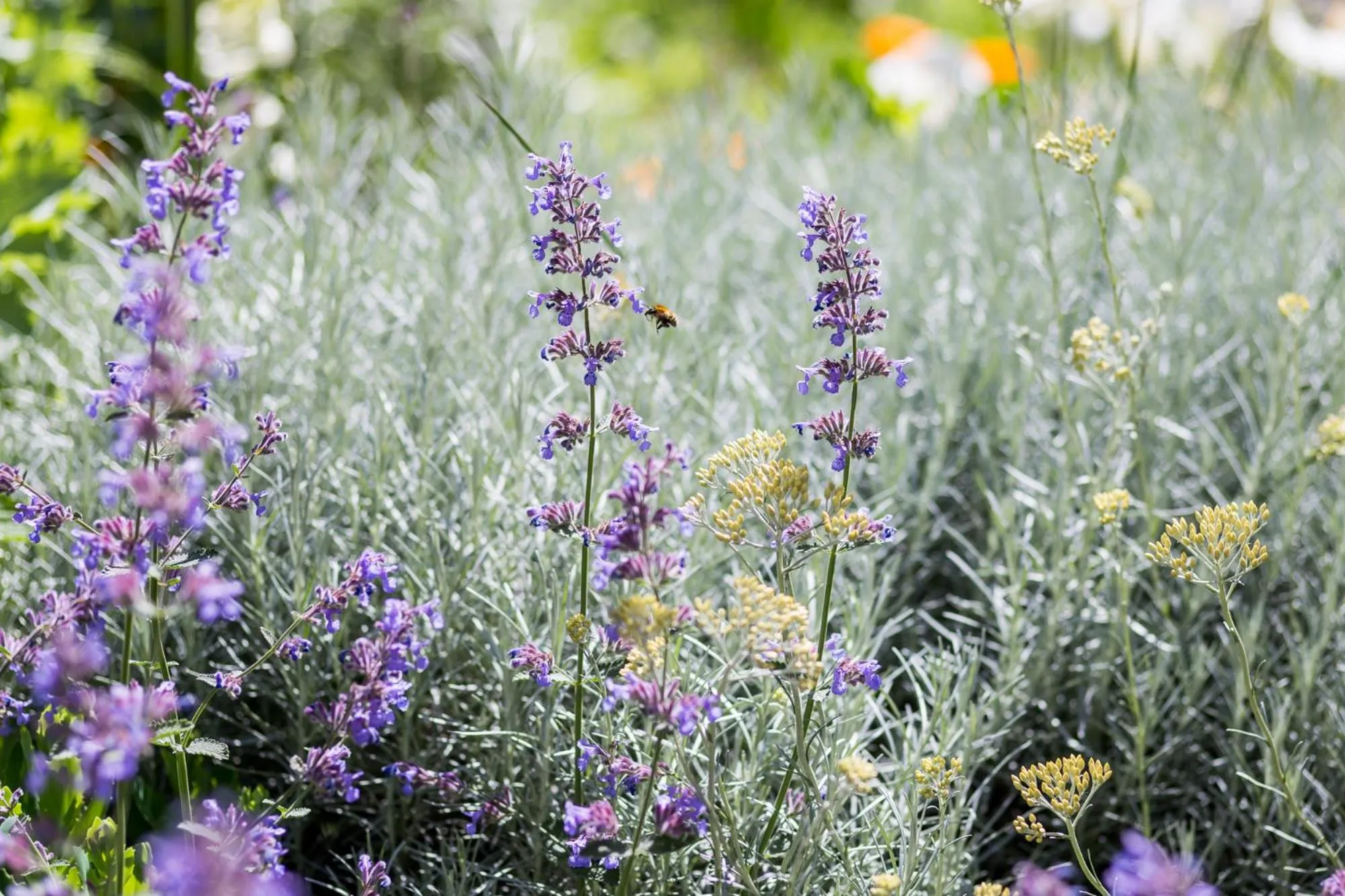 Garden in Dolphin House Serviced Apartments