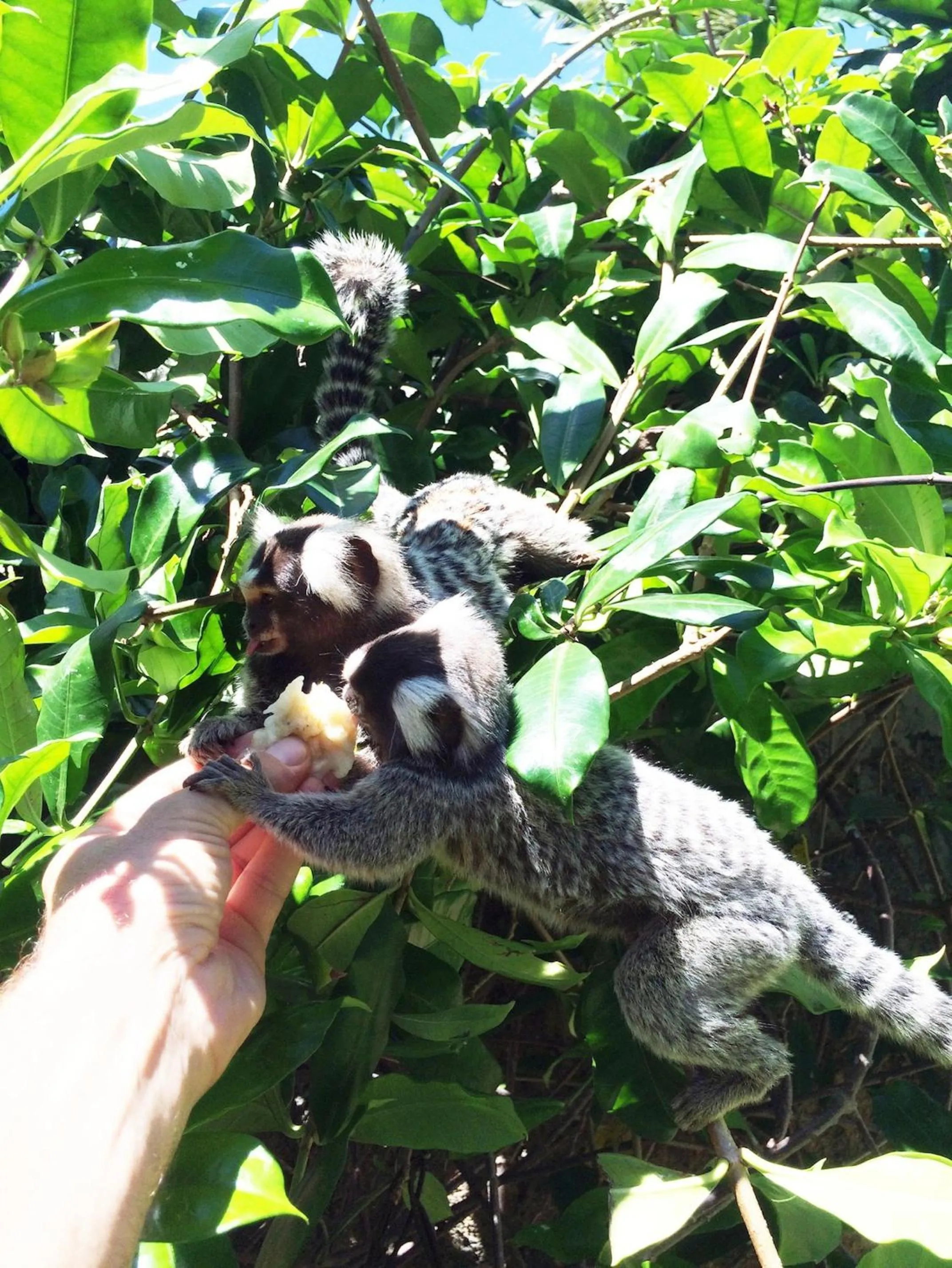 Garden in Pousada Aconchego da Pipa