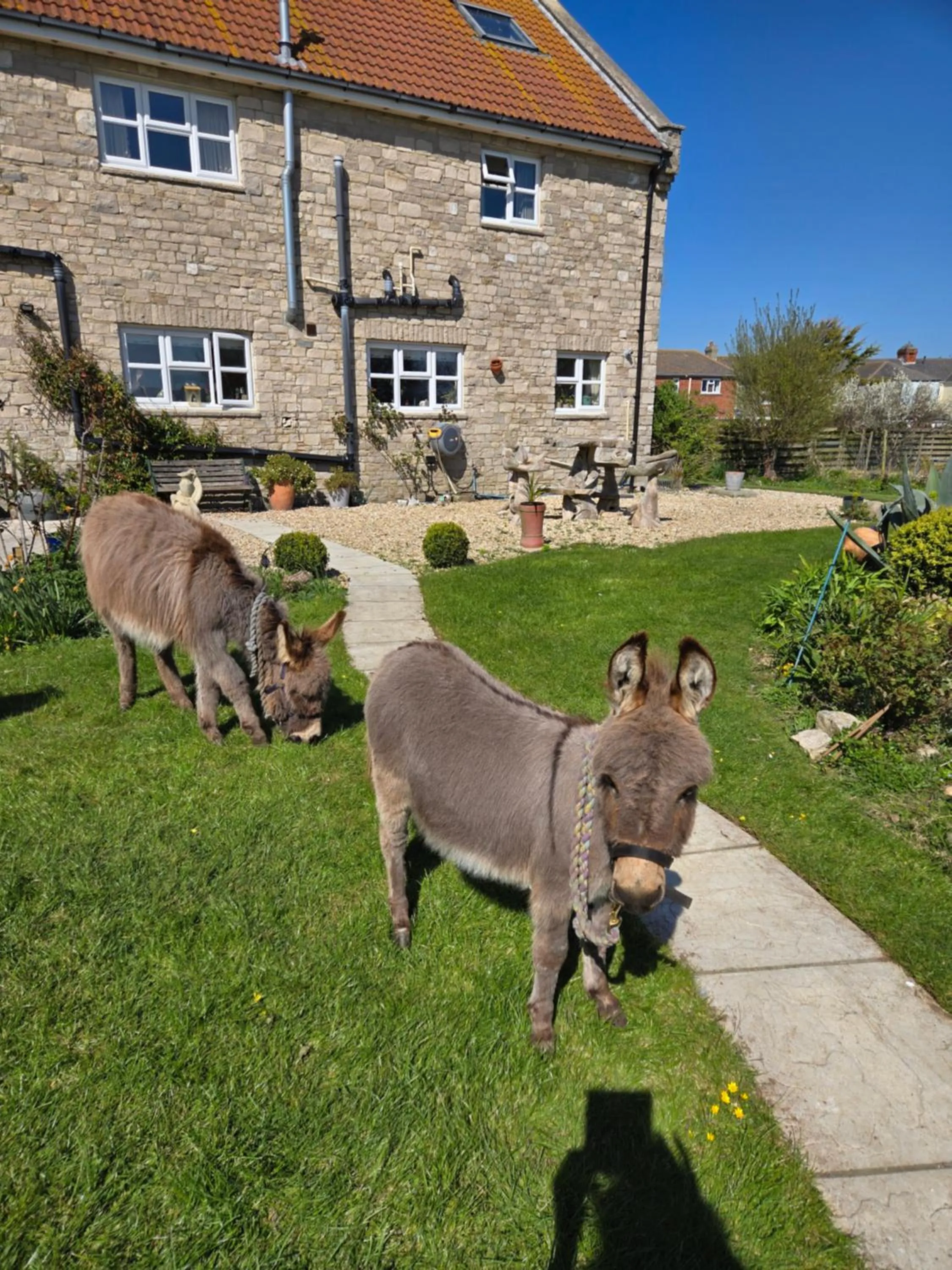 Animals in Swallows Rest