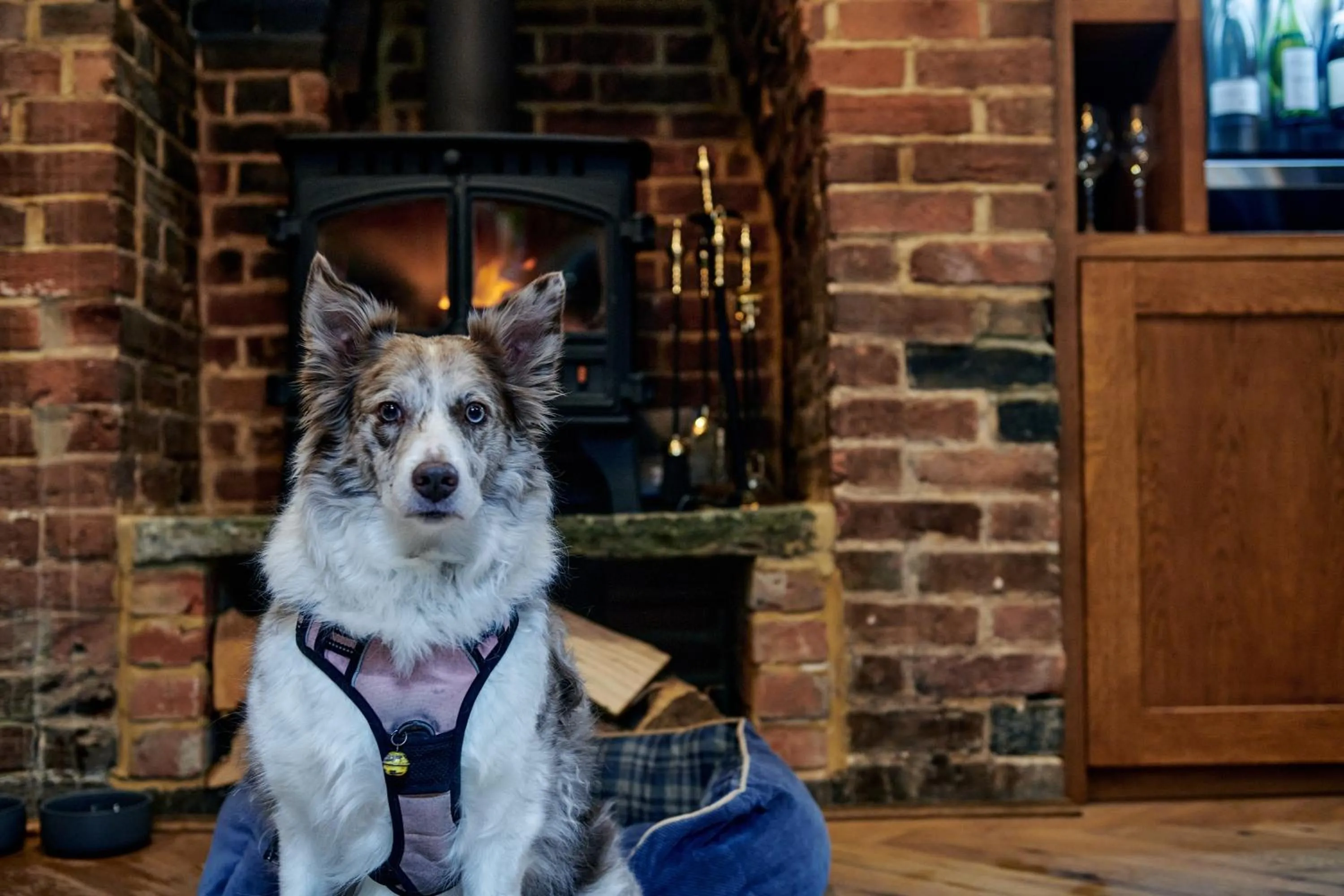 Pets in Hare and Hounds - Newbury