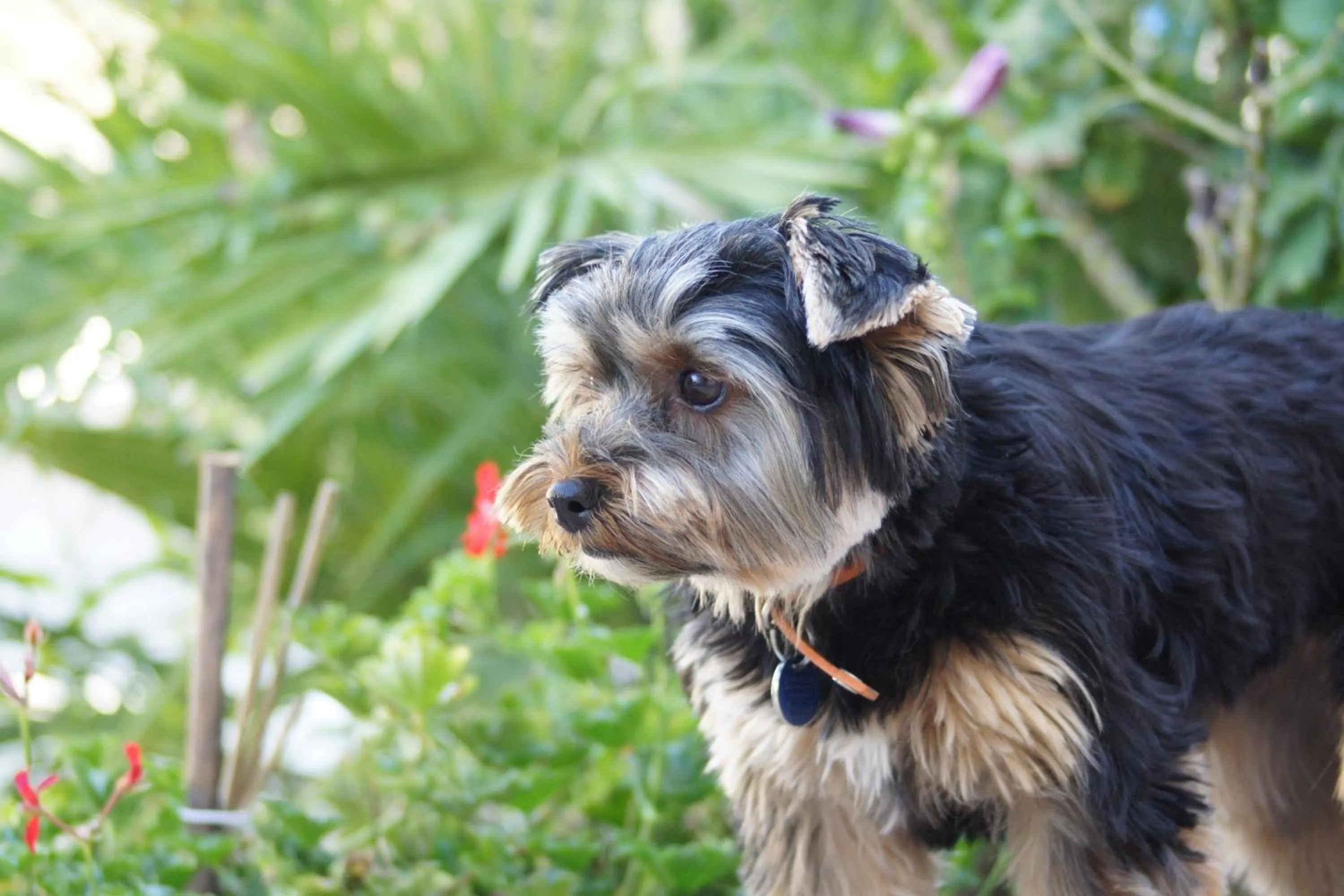 Pets in La Bastide de l'Olivier