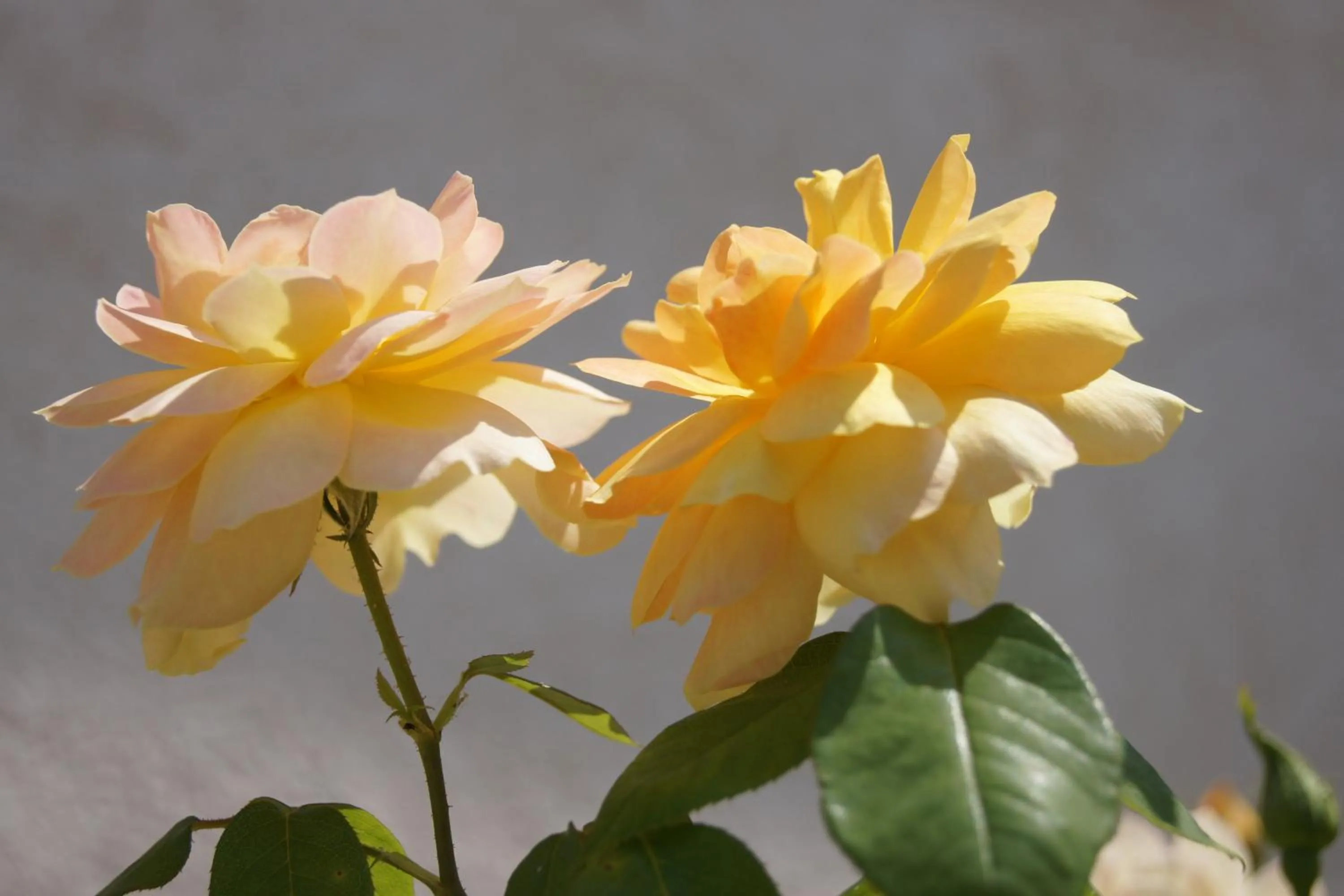 Garden in La Bastide de l'Olivier