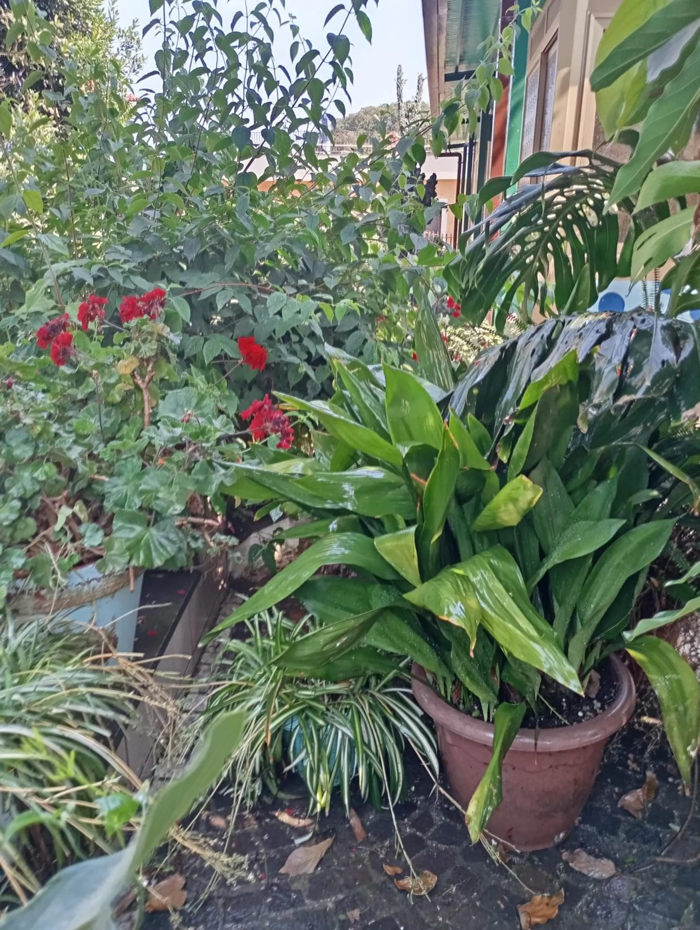 Lemontree House Bacoli