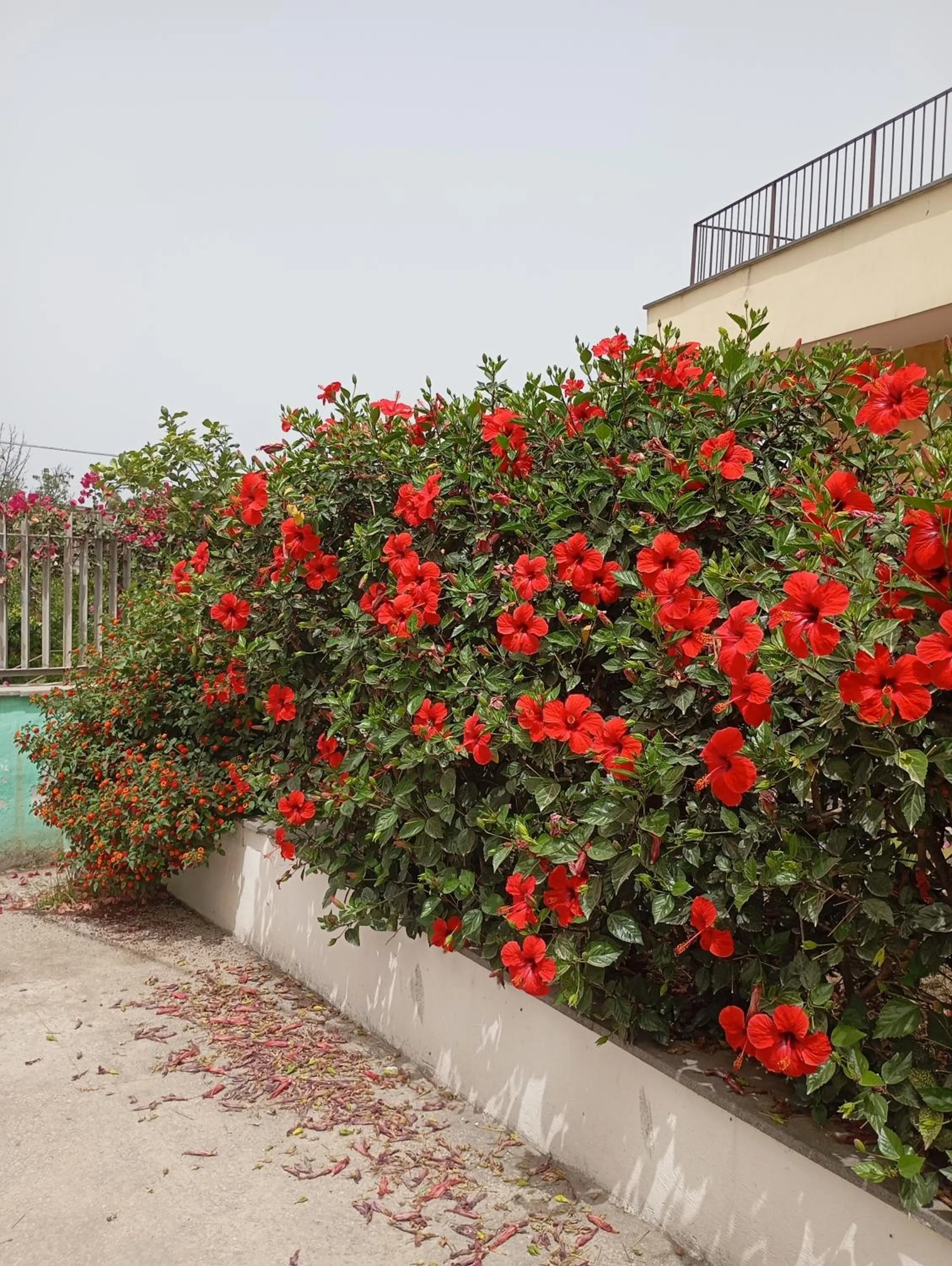 Lemontree House Bacoli