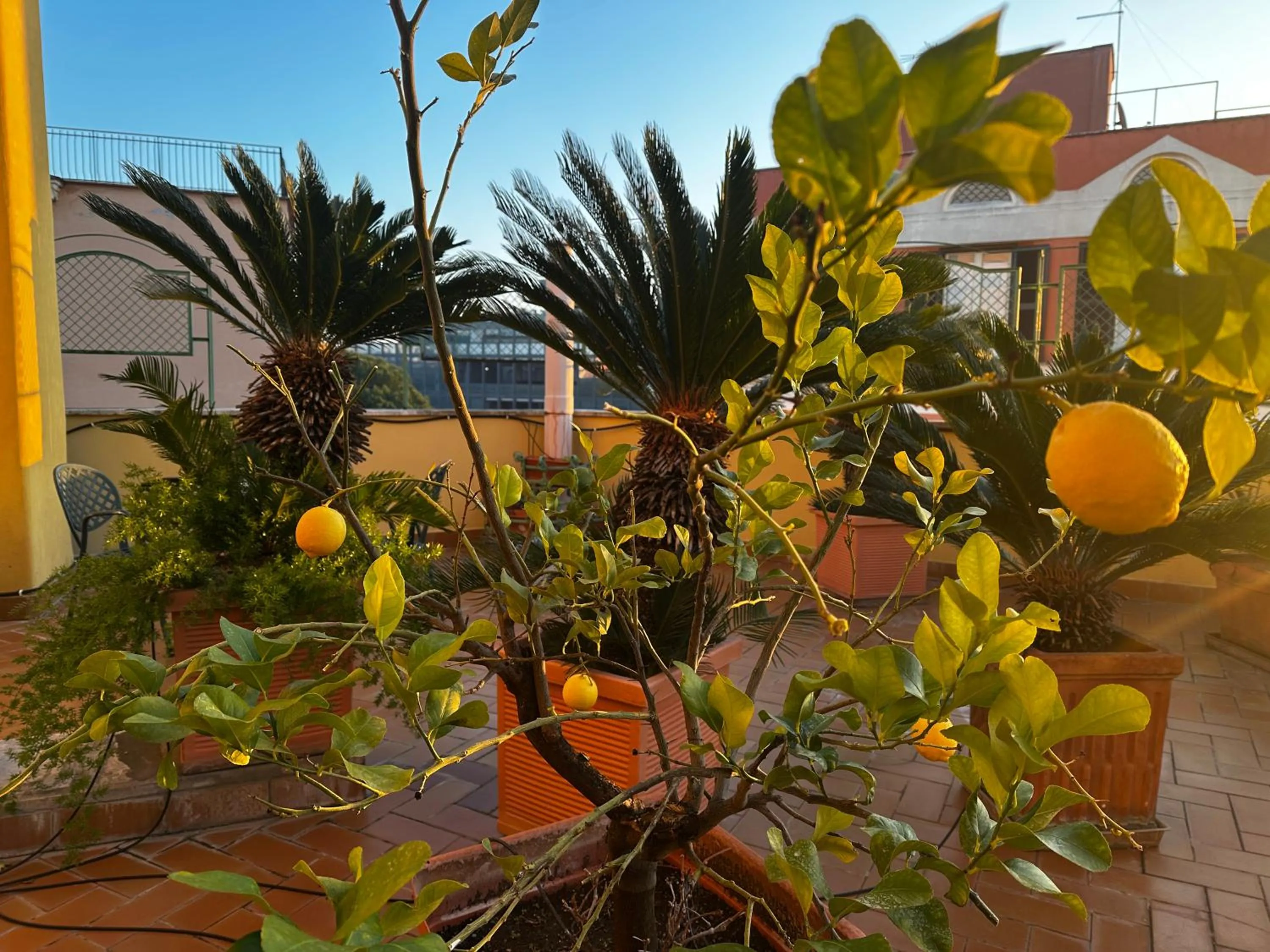 Garden view in All Comfort Astoria Palace