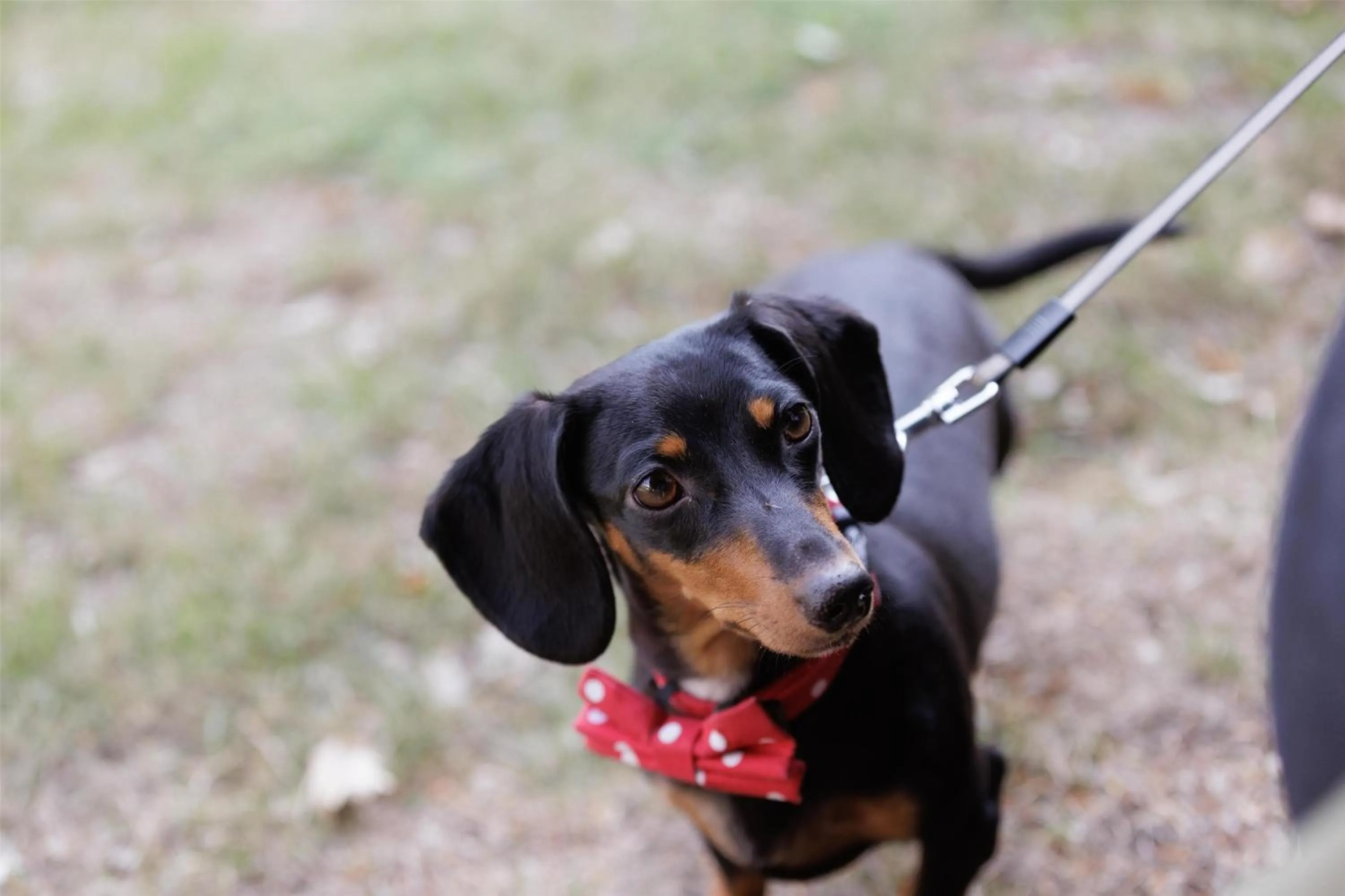 Pets in DoubleTree by Hilton St. Anne's Manor