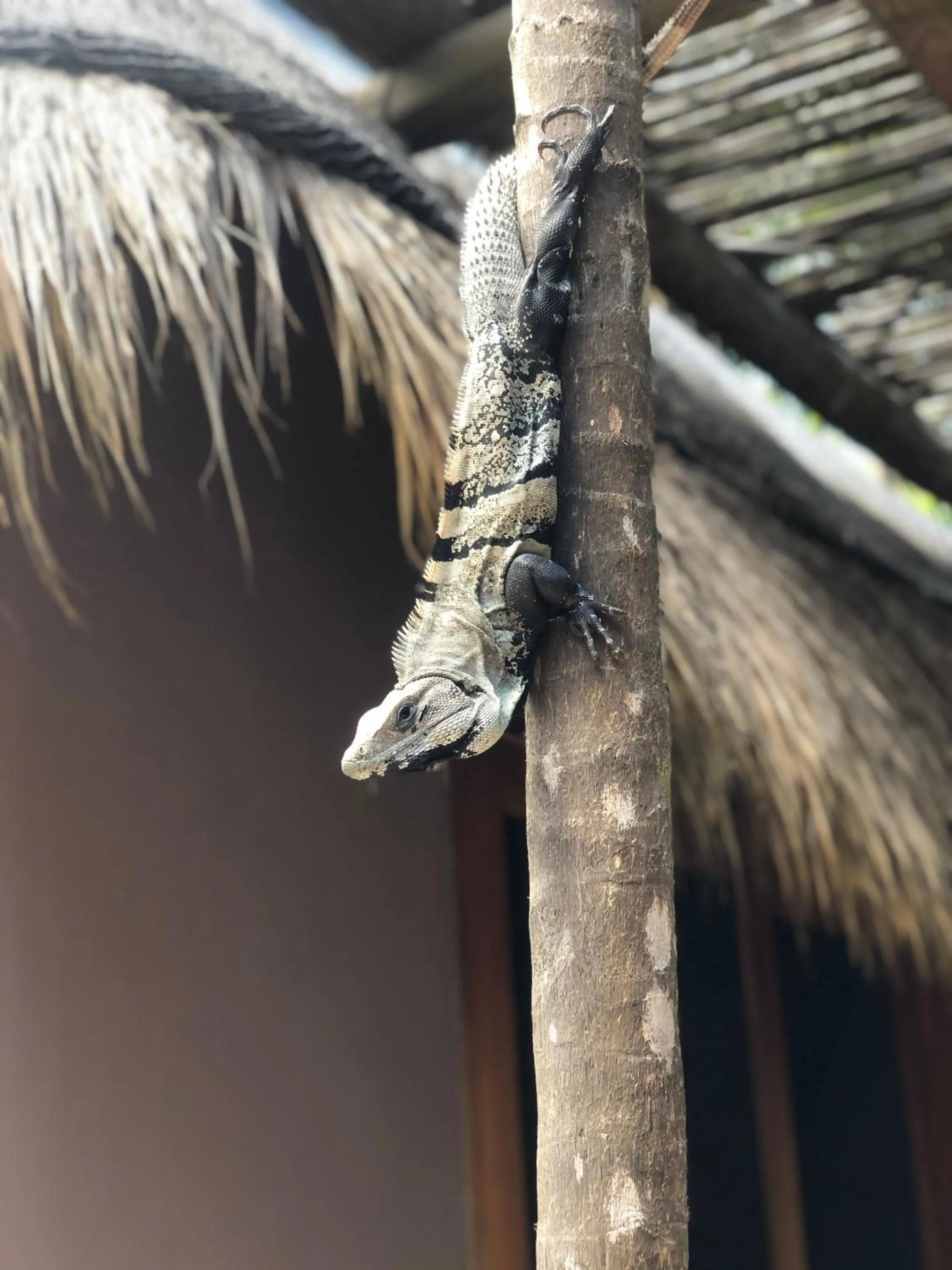 Animals in Casa Nalum