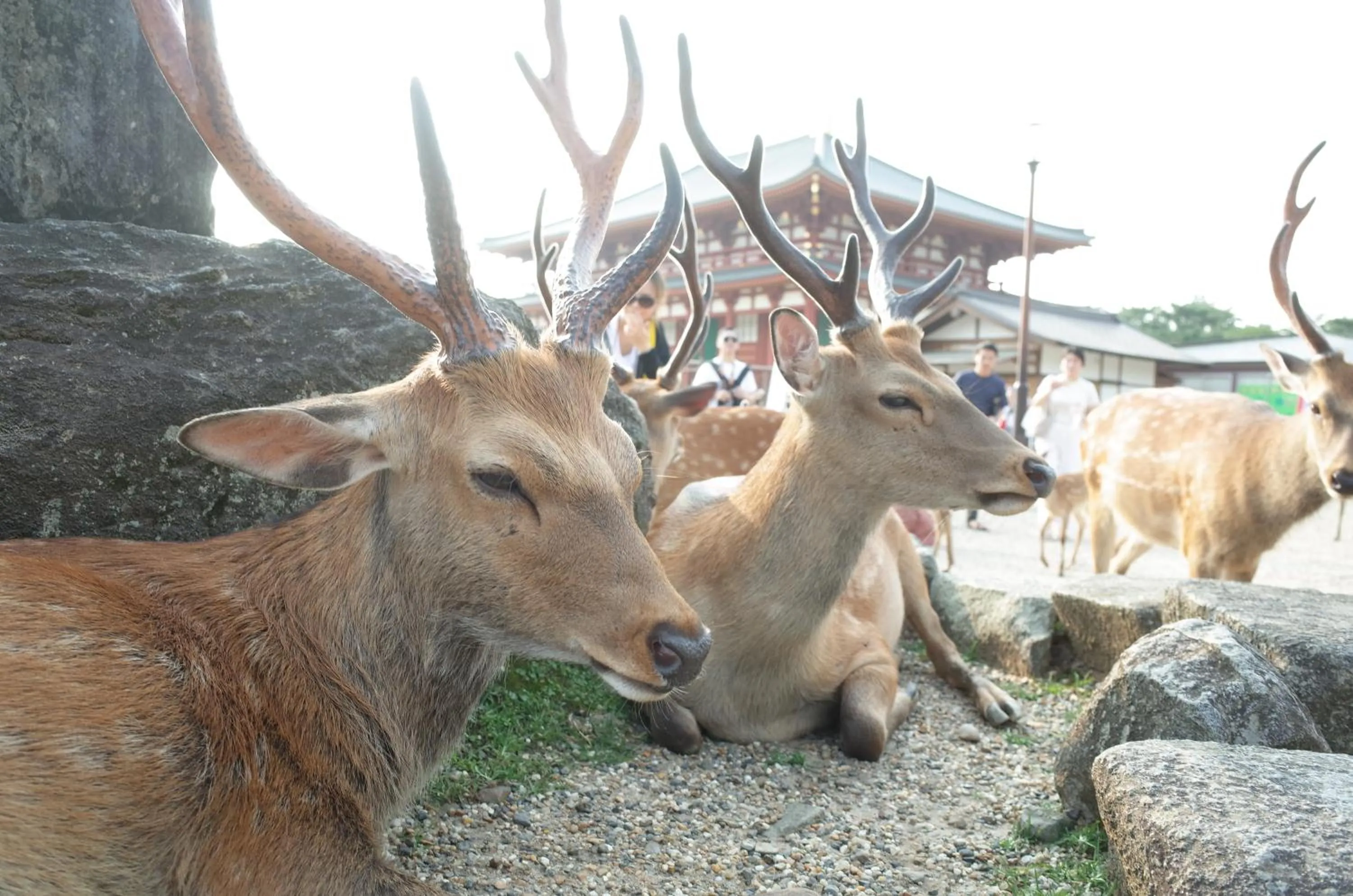 Nearby landmark in bnbplus Sarasa Nara